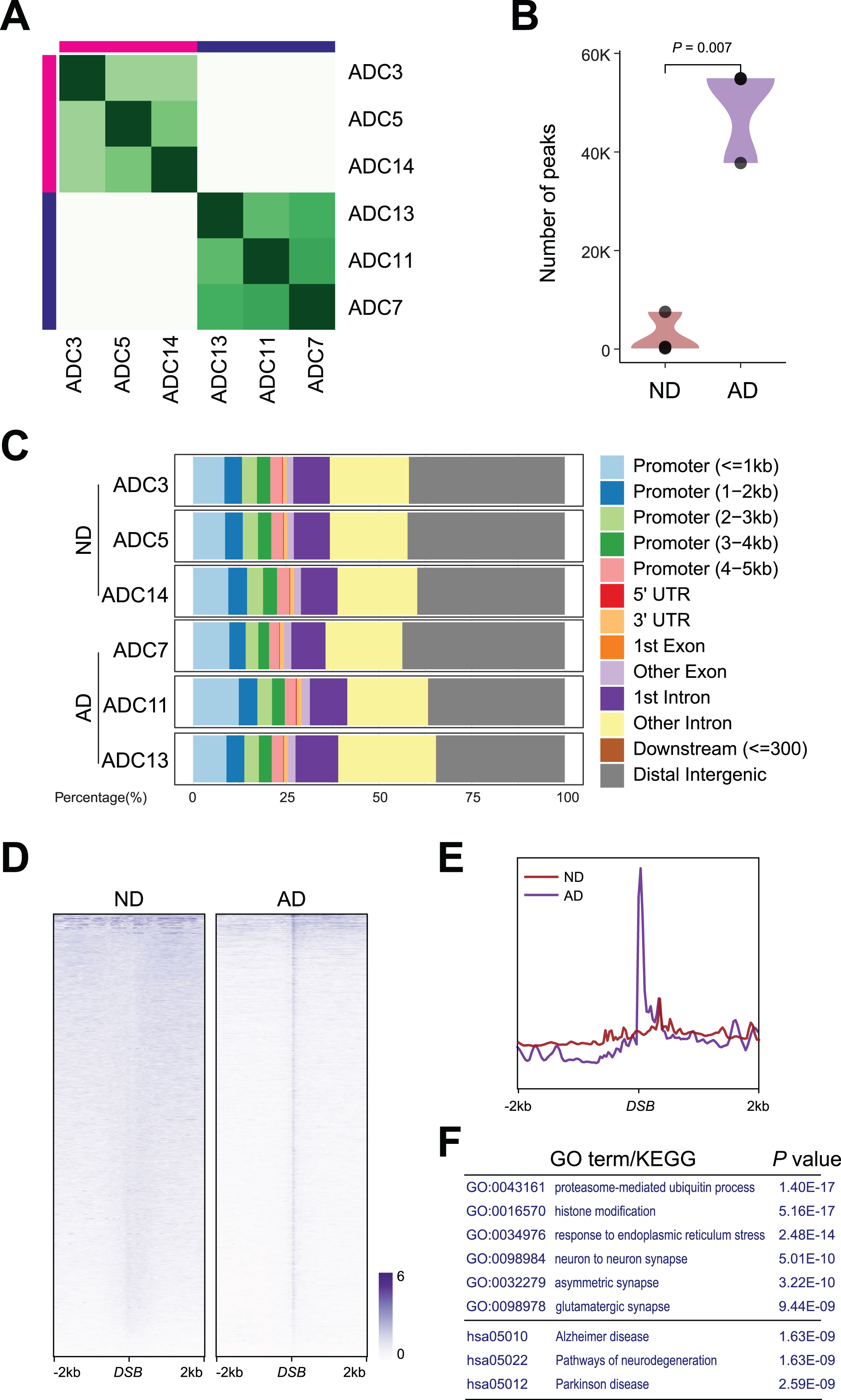 DSB sites in ND and AD samples. A) Heatmap representation of Diffbind clustering of the indicated CUT&RUN experiments. B) Violin plot showing number of peaks between AD and ND. C) Distribution of differential γH2AX sites in genome. D) Heatmaps showing distribution of DSBs binding in AD and ND. E) Distribution of DSBs in a ±2 kb window of γH2AX binding sites. F) Gene ontology (GO) and Kyoto Encyclopedia of Genes and Genomes (KEGG) analysis for DSBs in AD.