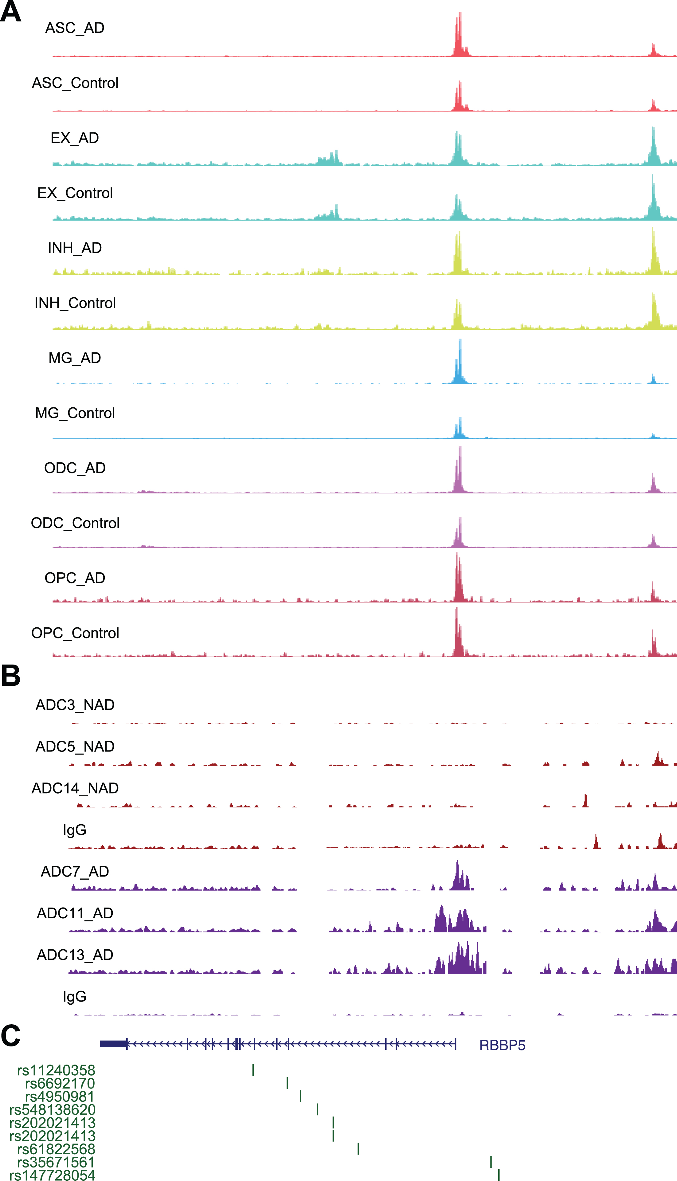 Chromatin accessibility, DSB sites, and GWAS for RBBP5. A) Representative image showing chromosome accessibility from single nuclei ATAC-seq datasets in the RBBP5 gene locus. B) Representative image showing identified peaks binding in the RBBP5 gene locus from AD and ND. C) AD GWAS statistics from Jansen et al. for SNPs at RBBP5 locus are shown.