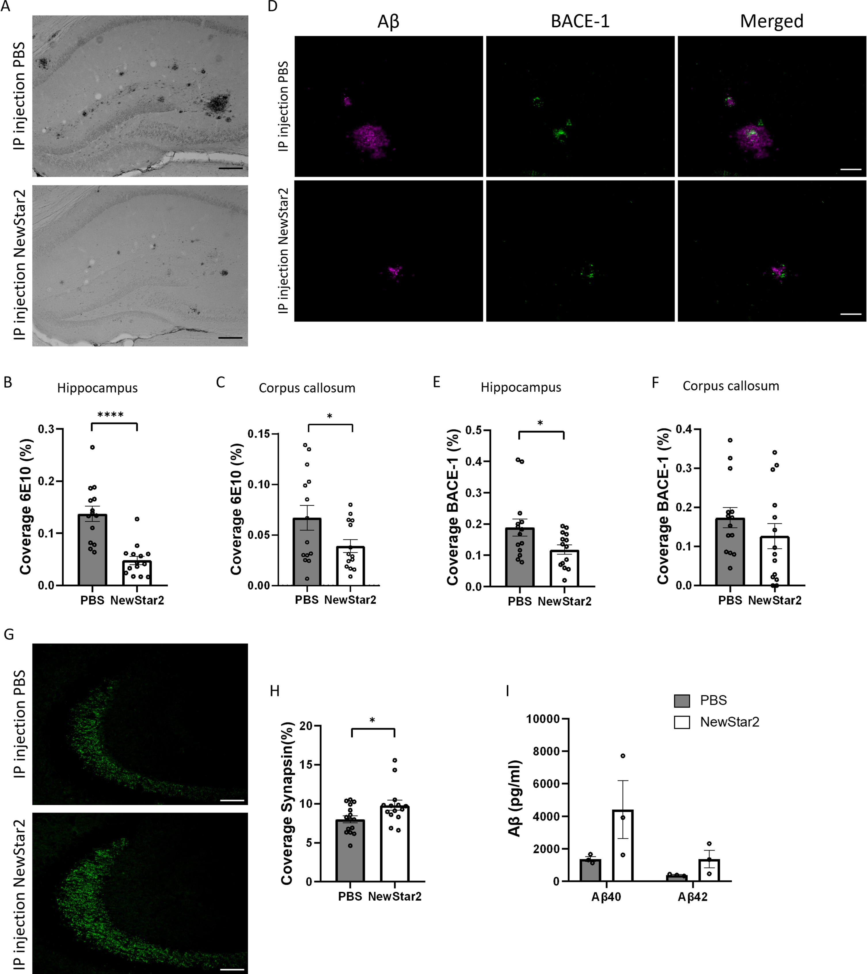 NewStar2 reduces Aβ plaque load and BACE-1 levels, enhances synapsin, and increases Aβ CSF levels. A) Representative hippocampal images of Aβ plaques (6e10) after PBS or NewStar2 administration (Scale bar, 100μm). Quantification of Aβ plaques coverage in hippocampus (B) (PBS, n = 14; NewStar2, n = 14; p < 0.0001; unpaired t-test) and corpus callosum (C) (PBS, n = 14; NewStar2, n = 14; p = 0.049; unpaired t-test). D) Sections were stained with 6e10 (magenta) for Aβ and anti-BACE-1 (green) for β-secretase BACE-1. Representative images of hippocampus are shown (Scale bar, 100μm). Quantification of BACE-1 coverage in hippocampus (E) (PBS, n = 14; NewStar2, n = 14; p = 0.031; unpaired t-test) and corpus callosum (F) (PBS, n = 14; NewStar2, n = 14; p = 0.26; unpaired t-test). G) Representative hippocampal images of synapsin 1 (green) after PBS or NewStar2 administration (Scale bar, 100μm). H) Quantification of synapsin 1 coverage in hippocampus (PBS, n = 14; NewStar2, n = 14; p = 0.032; unpaired t-test). I) Quantification (pg/ml) of Aβ40 and Aβ42 levels in CSF (PBS, n = 3; NewStar2, n = 3; p = 0.062; two-way ANOVA, Bonferroni post hoc analysis). Data are presented as mean±SEM. *p < 0.05; ****p < 0.0001.