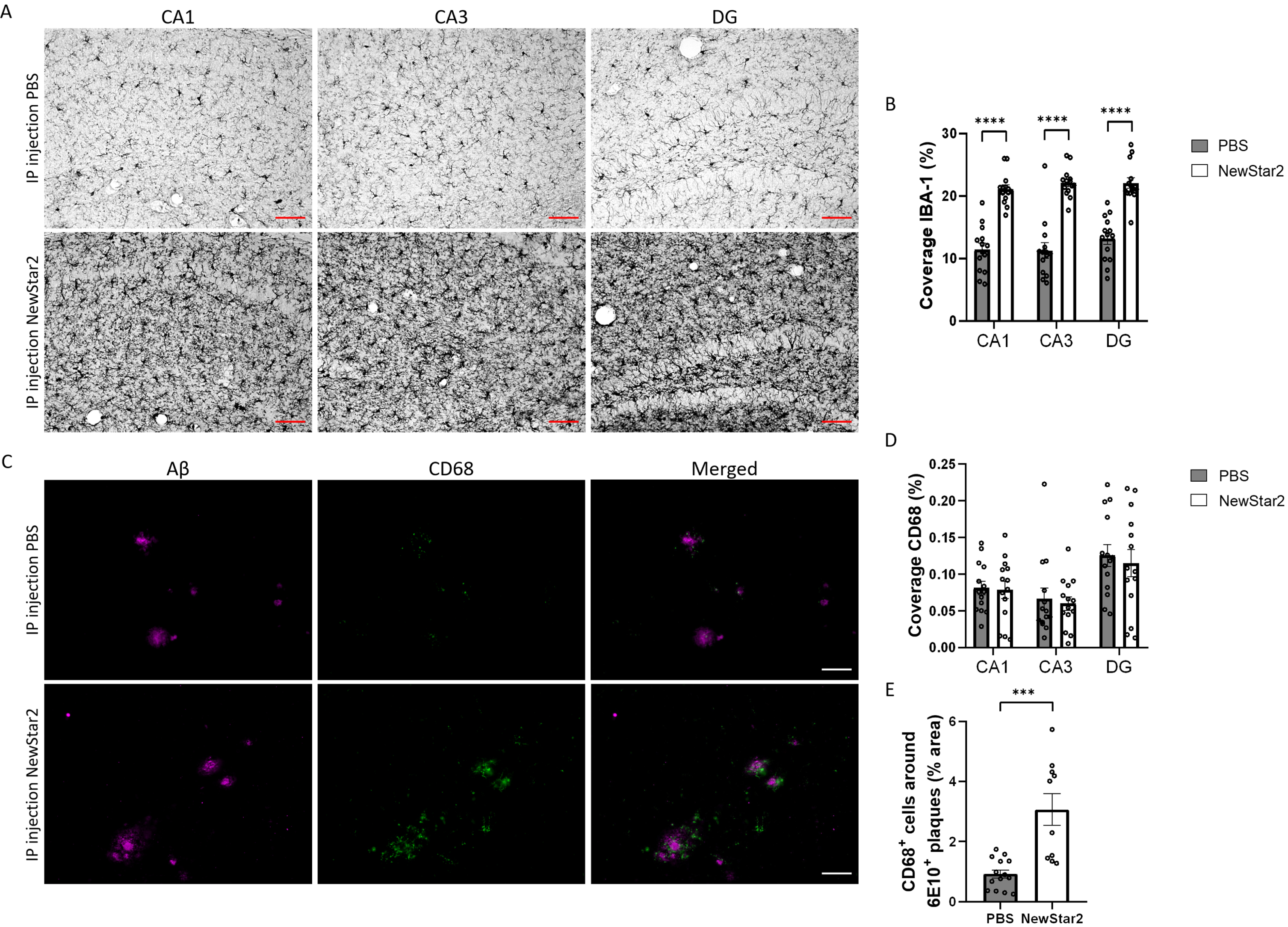 NewStar2 enhances microglial phagocytosis and Aβ clearance. A) Representative images of activated microglia (Iba1) in CA1, CA3 and DG areas after PBS or NewStar2 administration (Scale bar, 100μm). B) Quantification of Iba1 coverage in CA1, CA3, and DG hippocampal areas (PBS, n = 14; NewStar2, n = 14; p < 0.0001; unpaired t-test). C) Sections were stained with 6e10 (magenta) for Aβ and anti-CD68 (green) for phagocytic microglia. Representative images of the hippocampus area are shown (Scale bar, 100μm). D) Quantification of CD68 coverage in CA1, CA3, and DG hippocampal areas (PBS, n = 14; NewStar2, n = 14; p = 0.055; two-way ANOVA, Bonferroni post hoc analysis). (E) Quantification of CD68-positive cells around 6e10-positive Aβ plaques (PBS, n = 14 mice and n = 88 plaques; NewStar2, n = 14 mice and n = 57 plaques; p = 0.0001; unpaired t-test). Data are presented as mean±SEM. ***p < 0.001;****p < 0.0001.