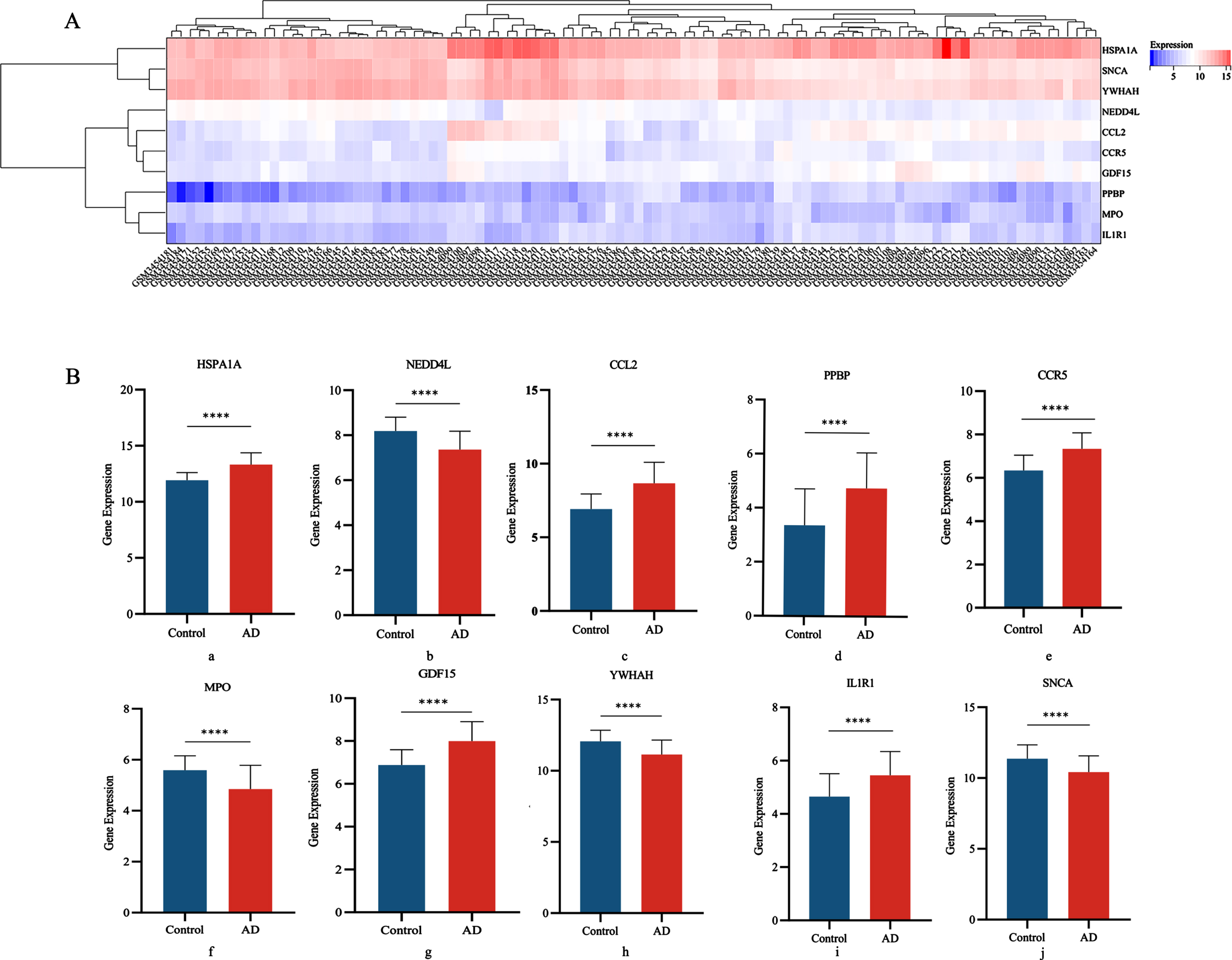 A) Heat map of DGEs expression; B) Differential expression of 10 central genes in AD group and Control groups (a: HSPA1A; b: NEDD4L; c: CCL2; d: PPBP; e: CCR5; f: MPO; g: GDF15; h: YWHAH; i: IL1R1; j: SNCA).