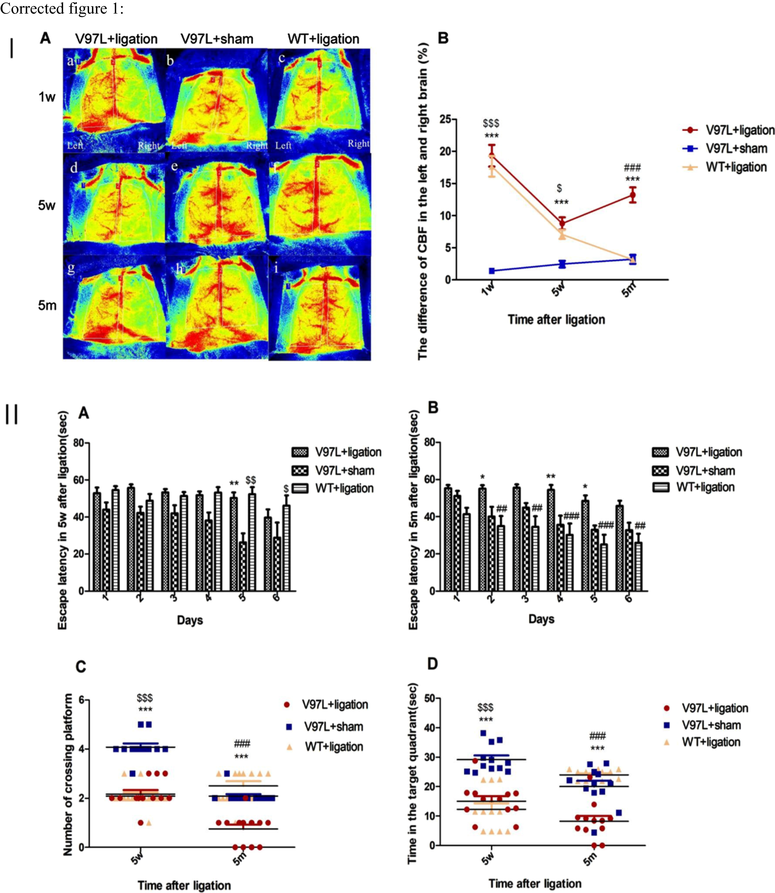 A mouse model of Alzheimer’s disease with chronic cerebral hypoperfusion was successfully developed, as indicated by disrupted cognitive function. Part I shows that (A) PS1V97L + ligation, PS1V97L + sham, and wild type (WT) + ligation mice were subjected to laser speckle blood flow monitoring to determine their cerebral blood flow (CBF) at 1 week, 5 weeks, and 5 months after surgery. B) The difference in CBF between the left and right hemispheres of the brain. Data are shown as mean±SEM (n = 12 mice/group). Part II. A, B) Escape latency in the Morris water maze during training at 5 weeks and 5 months after surgery in PS1V97L + ligation, PS1V97L + sham, and WT+ ligation mice. C) The number of platform location crossings in the probe trial at 5 weeks and 5 months after surgery. D) The time spent in the target quadrant at 5 weeks and 5 months after surgery. Data are shown as mean±SEM (n = 12 mice/group). V97L + ligation versus V97L + sham: *p < 0.05, **p < 0.01, ***p < 0.001; V97L + ligation versus WT+ ligation: #p < 0.05, ##p < 0.01, ###p < 0.001; V97L + sham versus WT+ ligation: $p < 0.05, $$p < 0.01, $$$p < 0.001.