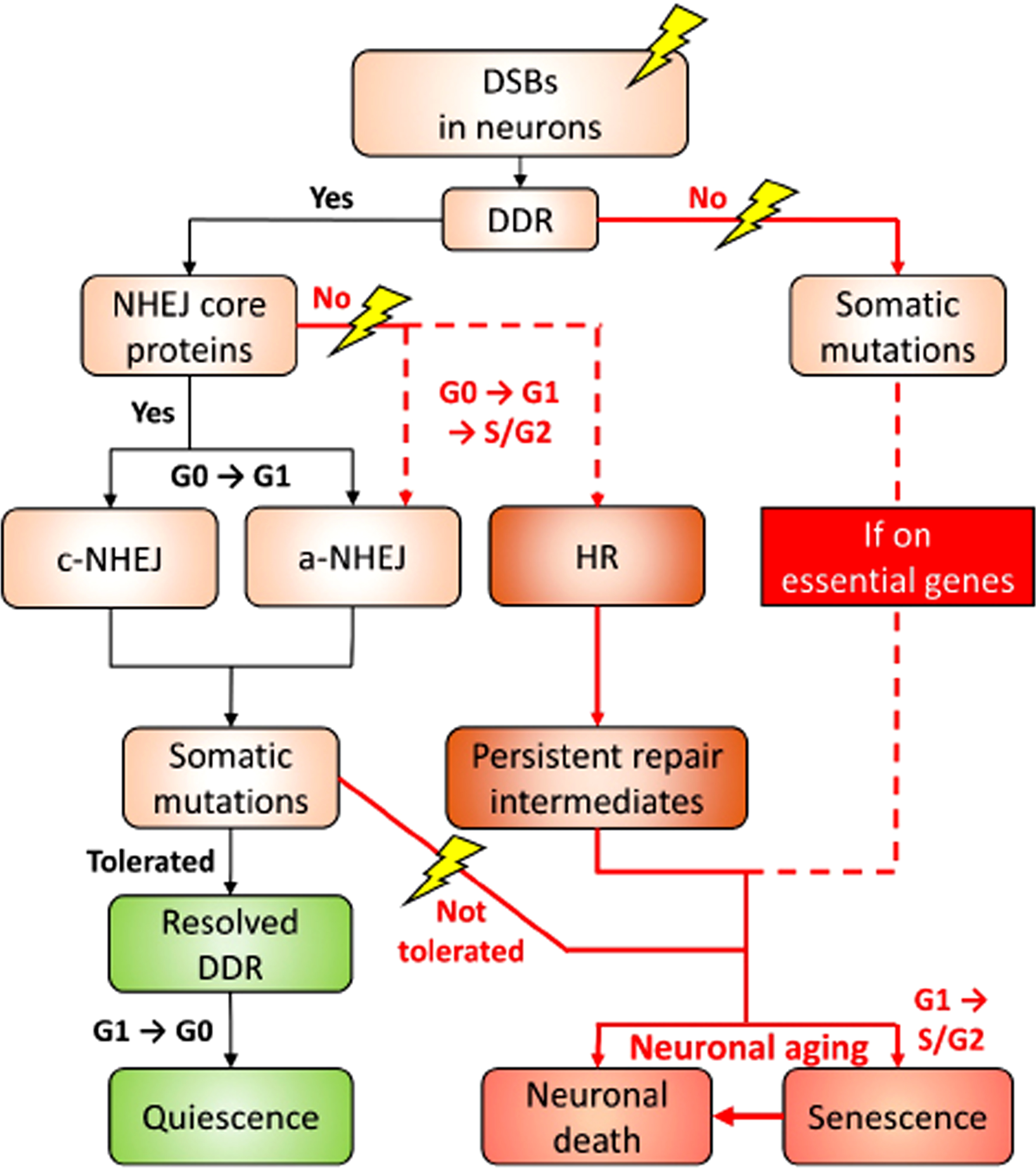 A proposed decision roadmap leading to the different cell fates of neurons in the face of DSB challenge. For the details, please refer to the “A proposed model” section.