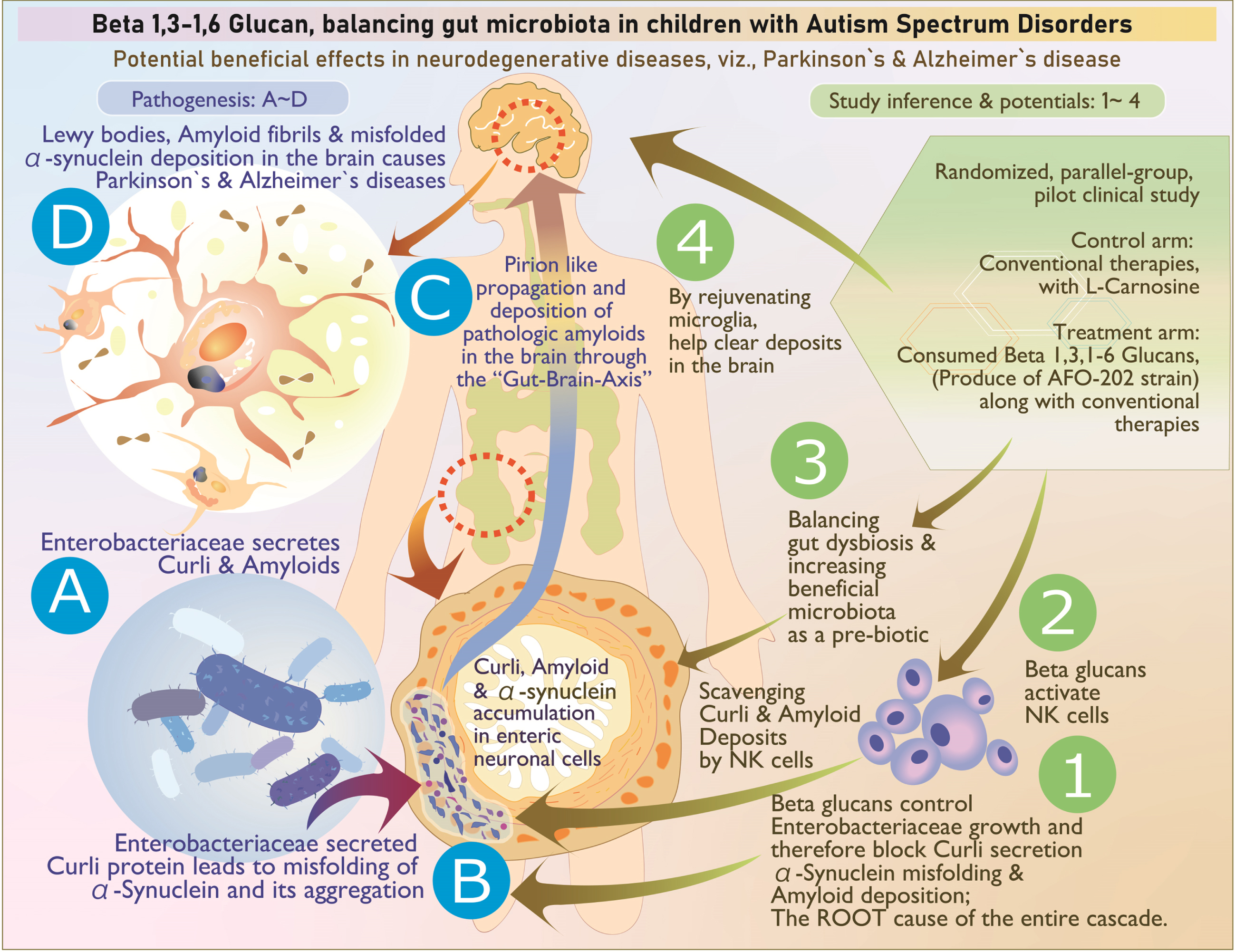 The above illustration explains, stepwise, the pathogenesis as well as the way beta glucan tackles each stage of the disease process: A, B) Enterobacteriaceae secretion of curli that causes misfolding of α-synuclein; its aggregation in enteric neuronal cells is tackled by (1) control of Enterobacteriaceae, (2) scavenging of the accumulated amyloids by activated natural killer cells, and (3) reconstitution of beneficial microbiome. C) The prion like propagation may not occur because the accumulation of curli proteins and amyloids is controlled at the level of production and aggregation (1) as well as clearing of already accumulated deposits (3). D) Deposition of Lewy bodies, amyloid fibrils, and misfolded αSyn are tackled by (4) microglial-based scavenging.