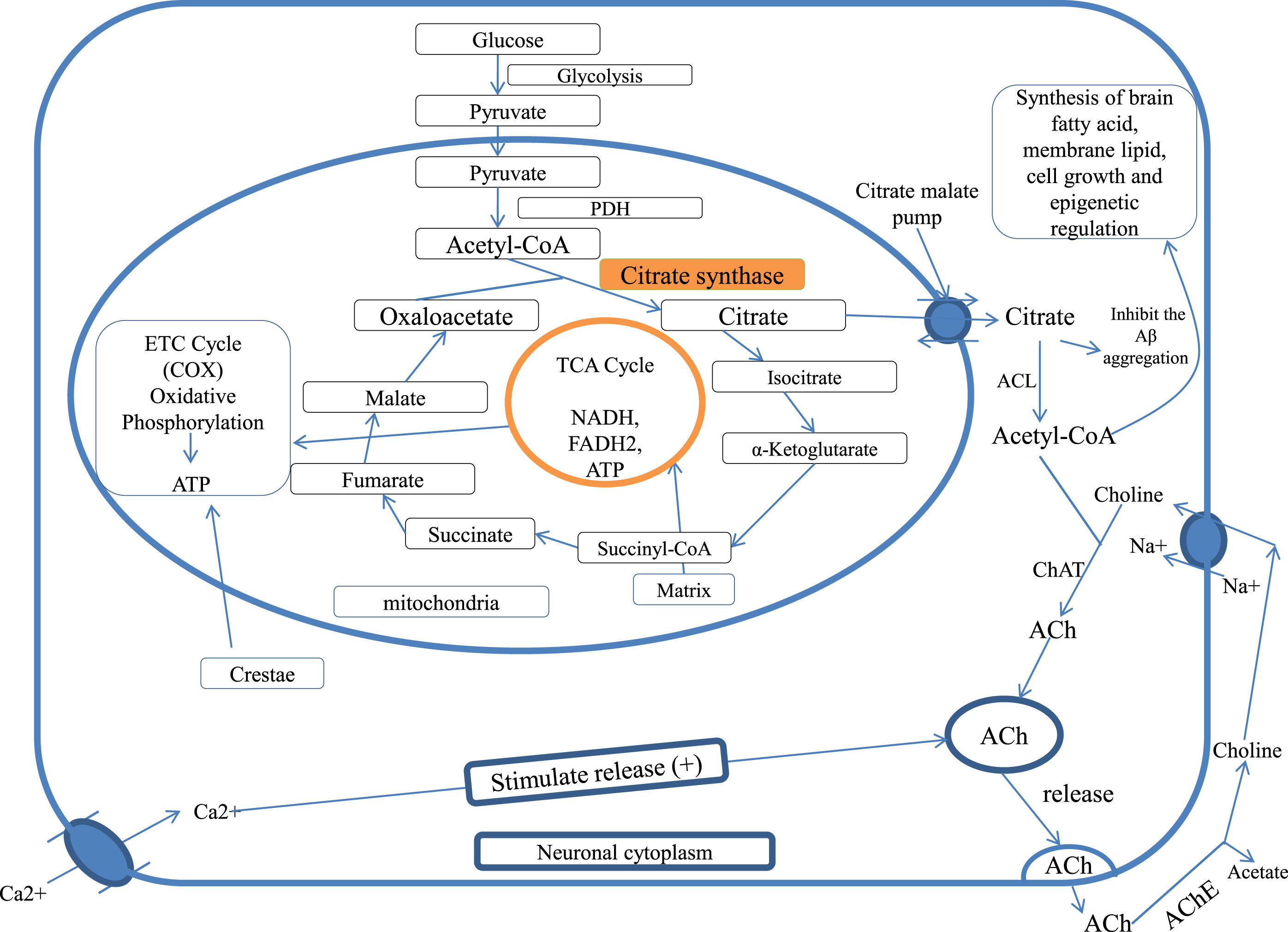 Citrate synthase and citrate in cellular bioenergetics and ACh formation, PDH, pyruvate dehydrogenase; TCA cycle, tricarboxylic acid cycle; CAT, choline acetyltransferase; ACL, ATP citrate lyase; ACh, acetylcholine; AChE, acetylcholinesterase; COX, cytochrome c oxidase.