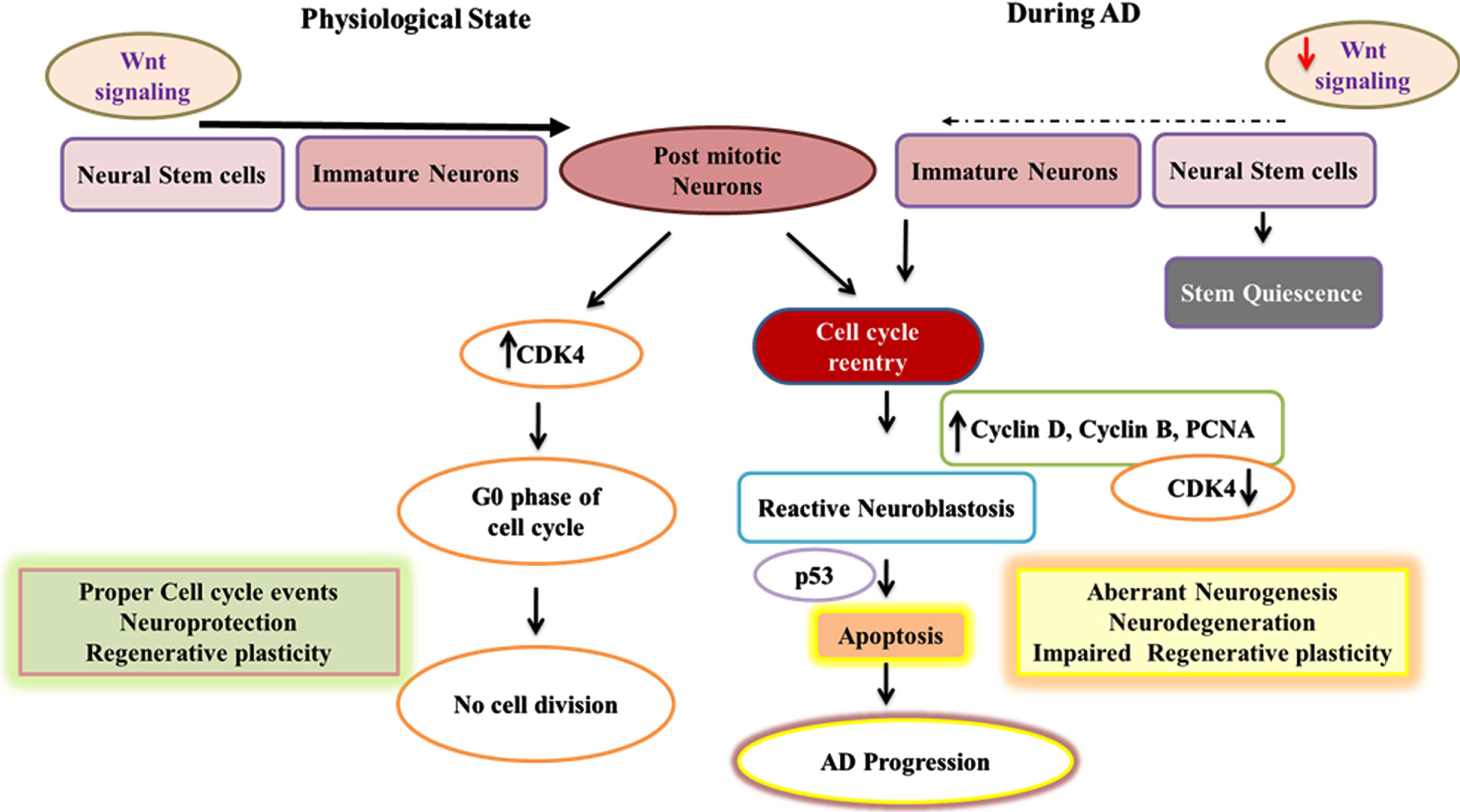 Adult neurogenesis in physiological state and mechanisms of cell cycle reentry of post-mitotic neurons in AD. This fig depicts the flowchart describing neurogenic process and the cell cycle reentry of post-mitotic neurons in association with Wnt signaling in healthy and AD conditions. In the normal brain, expression of CDK4 maintains the post-mitotic neurons at the G0 cell cycle phase whereas in the pathogenic process of AD the elevated expression of cyclin D, Cyclin B, and PCNA and downregulation of CDK4 results in the cell cycle reentry of post-mitotic neurons resulting in reactive neuroblastosis through the activation of Wnt signaling. Further, the activation of p53 in neurons can lead to apoptosis accounting for neurodegeneration in AD.