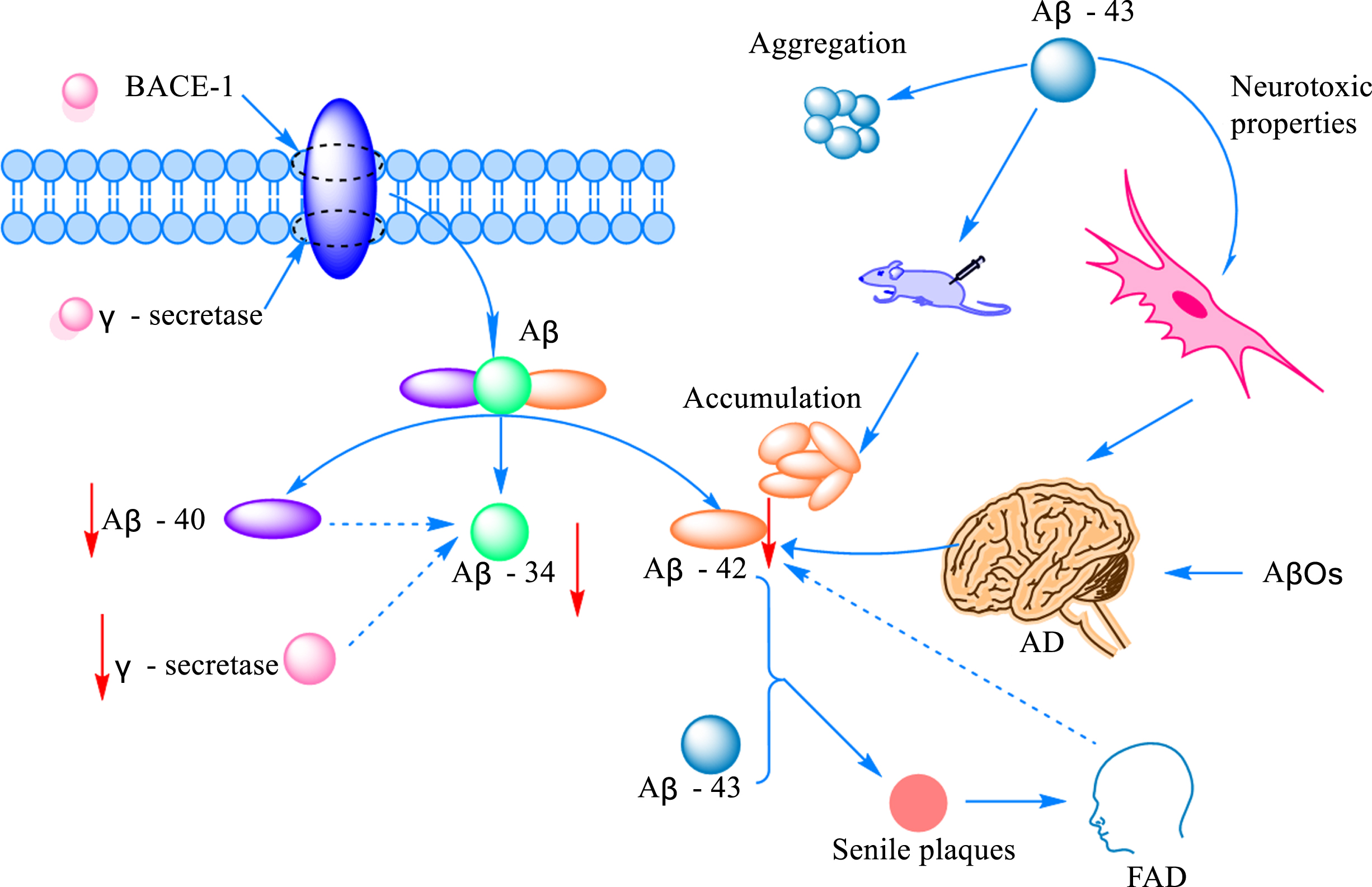 The mechanism of Aβ-mediated AD onset. The amount of Aβ produced by cleaved AβPP increased with the increased expression of protein amyloid pre-β-degrading enzyme 1 (BACE-1) and γ-secretase. Cleavage generates Aβ peptides of various lengths, commonly including Aβ40 and Aβ42, as well as the intermediate Aβ34. The production of Aβ34 correlates with the activities of Aβ42 and γ-secretase. Aβ43 is another Aβ protein peptide with obvious aggregation and neurotoxicity. Aβ42 can promote plaque formation and induce the occurrence of FAD at the same time, but studies have found that Aβ42 was decreased in the brain of AD and FAD patients.