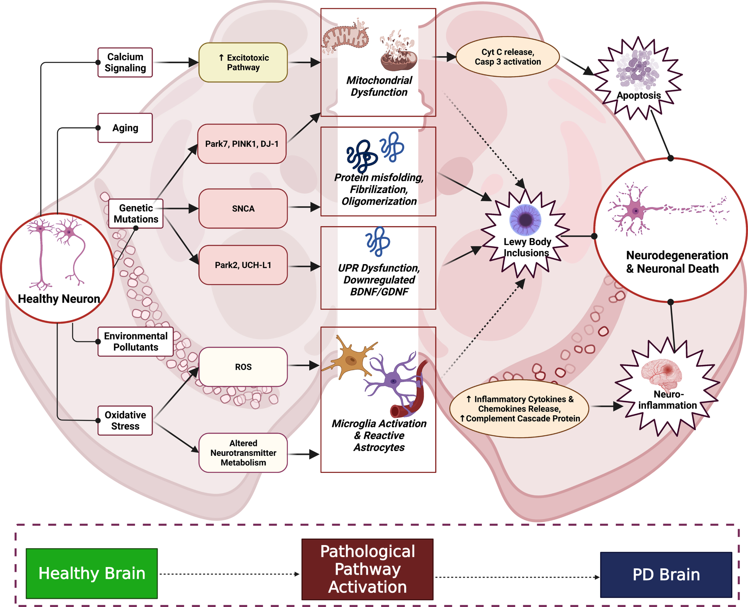 PD Pathological Cascade in Substantia Nigra. The above complex cascade shows the interplay of factors like aging, oxidative stress, environmental factors, and altered physiological signaling between cells. Neuroinflammatory process begins majorly due to cellular oxidative damage leading to microglial activation and cytokine infiltration and further inflammatory damage. Proteostasis is altered owing to genetic mutations (SNCA, PINK1, etc.), environmental stressors and oxidative damage leading to Lewy body inclusions. The apoptotic signaling is activated by excitotoxic damage to the neurons and mitochondrial dysfunction leading to caspase activation occurs. These processes cumulatively result in the manifestation of neurodegeneration and hence neuronal death, aggravating the PD condition.