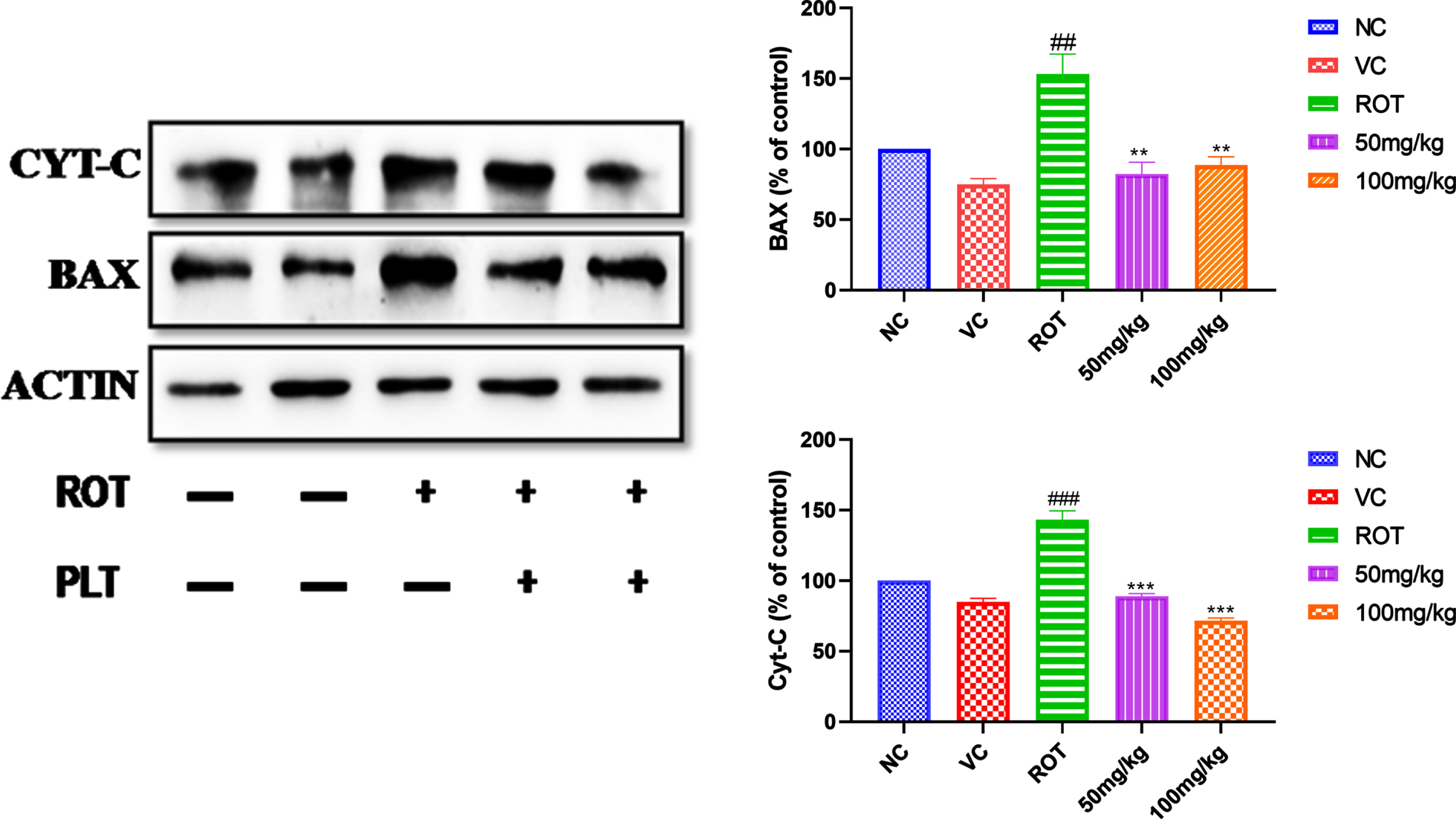 Effect of PLT on apoptotic protein. NC, Normal control rats; VC, Vehicle control; ROT, Disease control. Rot treated with Phloretin at 50 and 100 mg/kg, p.o. respectively. ###p < 0.001 versus NC, *p < 0.05, **p < 0.01, ***p < 0.001 versus ROT. One-way ANOVA was applied to statistical analysis, followed by post hoc analysis by “Bonferroni’s multiple comparison tests”. The results obtained are represented as mean±SEM (n = 3) and results with p < 0.05 were considered statistically significant.