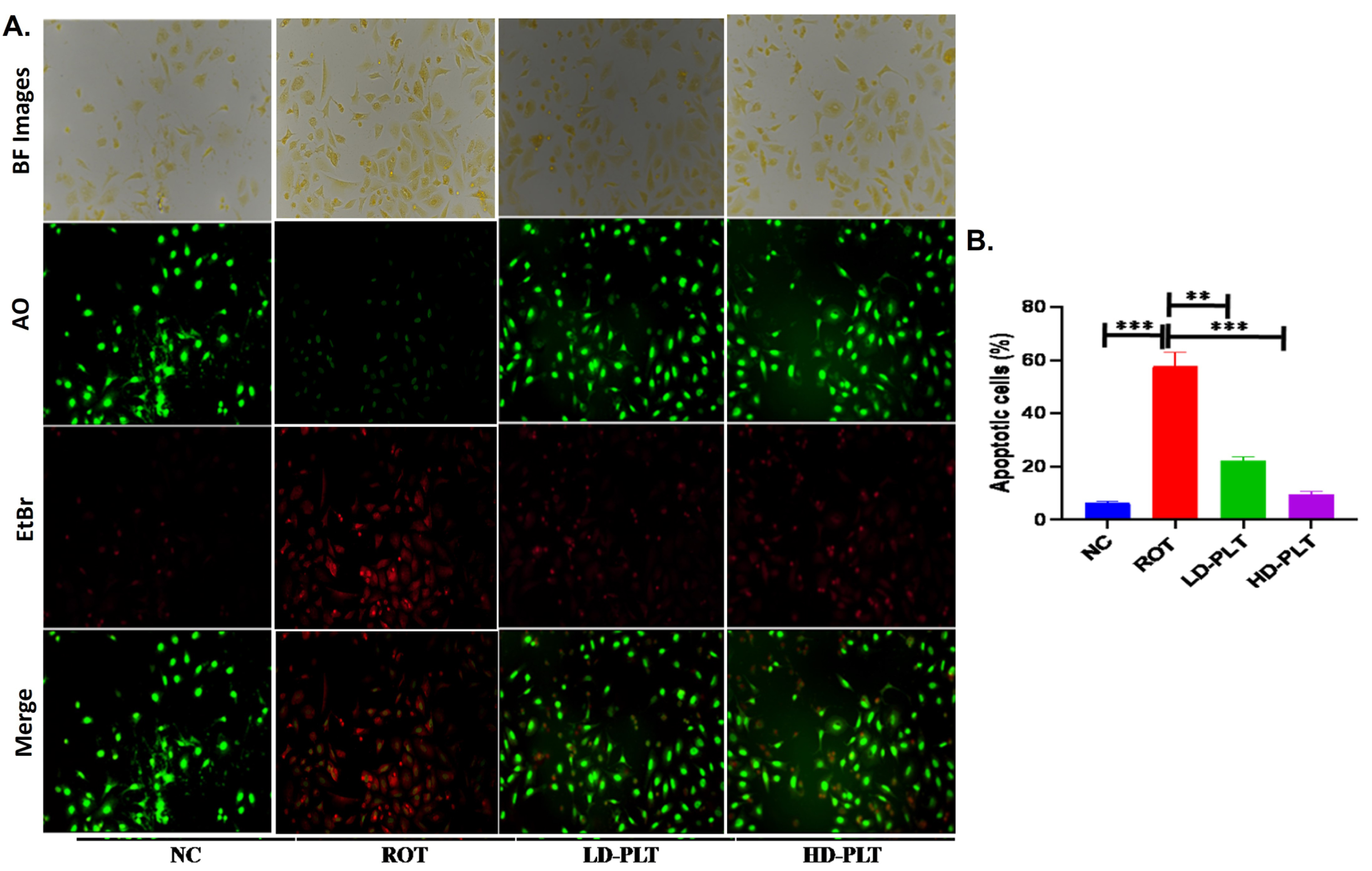 Cell apoptosis quantified using AO/EtBr staining. A) AO/EtBr staining of cells. B) Quantification of apoptotic cells no (***p < 0.001, **p < 0.01, and *p < 0.05). One-way ANOVA was applied to statistical analysis, followed by post hoc analysis by “Bonferroni’s multiple comparison tests”. The results obtained are represented as mean±SEM and p < 0.05 were considered statistically significant.