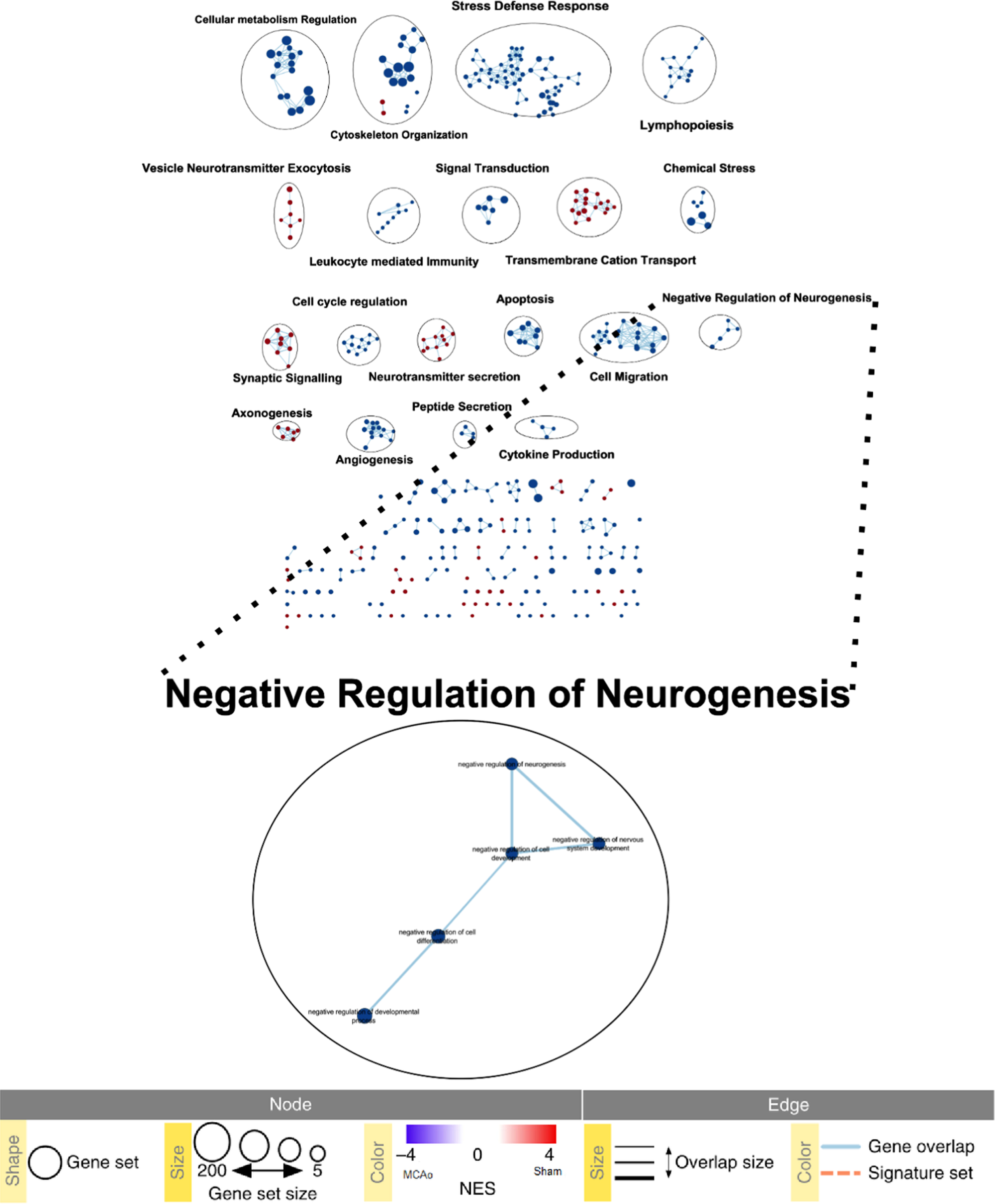 Cytoscape enrichment data analysis. Enrichment map from Cytoscape. The graphic depicts interaction between various enriched nodes (dots). Lines connecting the nodes are called edges. Blue nodes depict more enrichment in the MCAo group while the red nodes depict more enrichment in the Sham group.