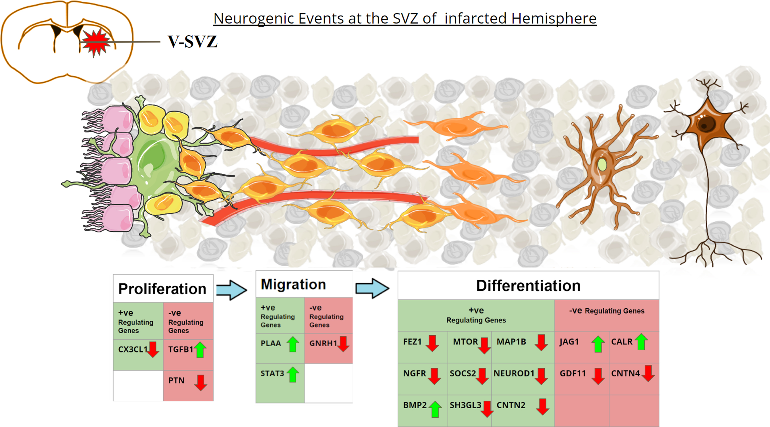 Graphical representation of the altered neurogenic genes in post-stroke environment. Coronal section of the adult rat brain is shown in the upper left. SVZ region comprises Ependymal cells (Pink) lining along the ventricles, with Type B1 stem cells (green) adhering to them. Type B1 cells give rise to Type-C Transit amplifying Cells (yellow). During proliferation Type-C cells rapidly divide to form Type-A neuroblasts (light orange). These neuroblasts migrate along the blood vessels (red) to reach the striatum after stroke. Once reaching the site, the neuroblasts differentiate into immature neurons (light brown) and give rise to arborizations. They turn into functional neurons (dark brown) after maturation. The table depicts the genes that upregulate or downregulate the different phases of neurogenesis. The green upward arrows represent genes found to be upregulated in MCAo animals in the meta-analysis study, while the red downward arrow represents genes found to be downregulated in MCAo animals in the meta-analysis study.