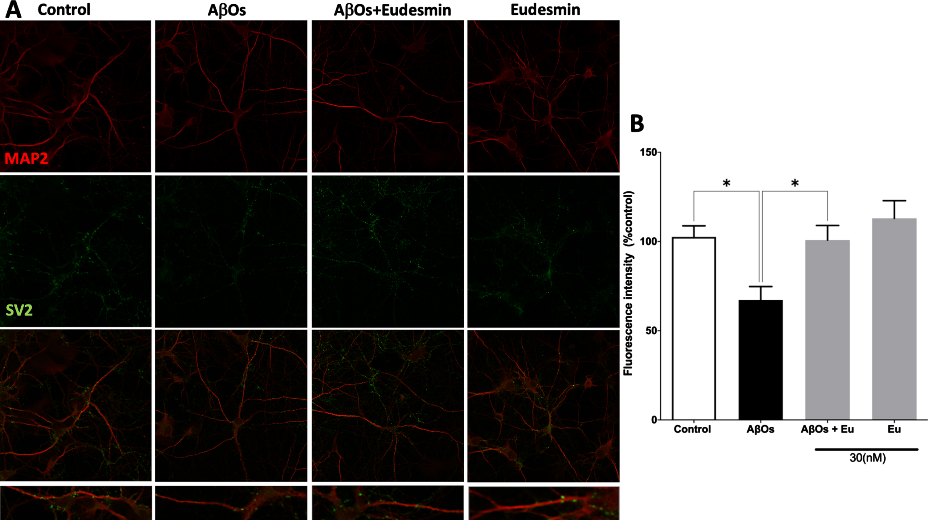 Neuroprotective effect of Eudesmin on synaptic markers. Immunofluorescence confocal images of hippocampal neurons co-incubated for 24 h with AβOs (0.5μM) and Eudesmin (Eu 30 nM) to analyze MAP2 (red) and SV2 (green), a zoom of each treatment was represented (A). Quantification of total fluorescence SV2 intensity was measured using Image J software (B). Values are expressed as the percentage of the control group (without AβOs treatment). Values are mean±SEM, n = 3 using one-way ANOVA and Bonferroni test. *p < 0.05.