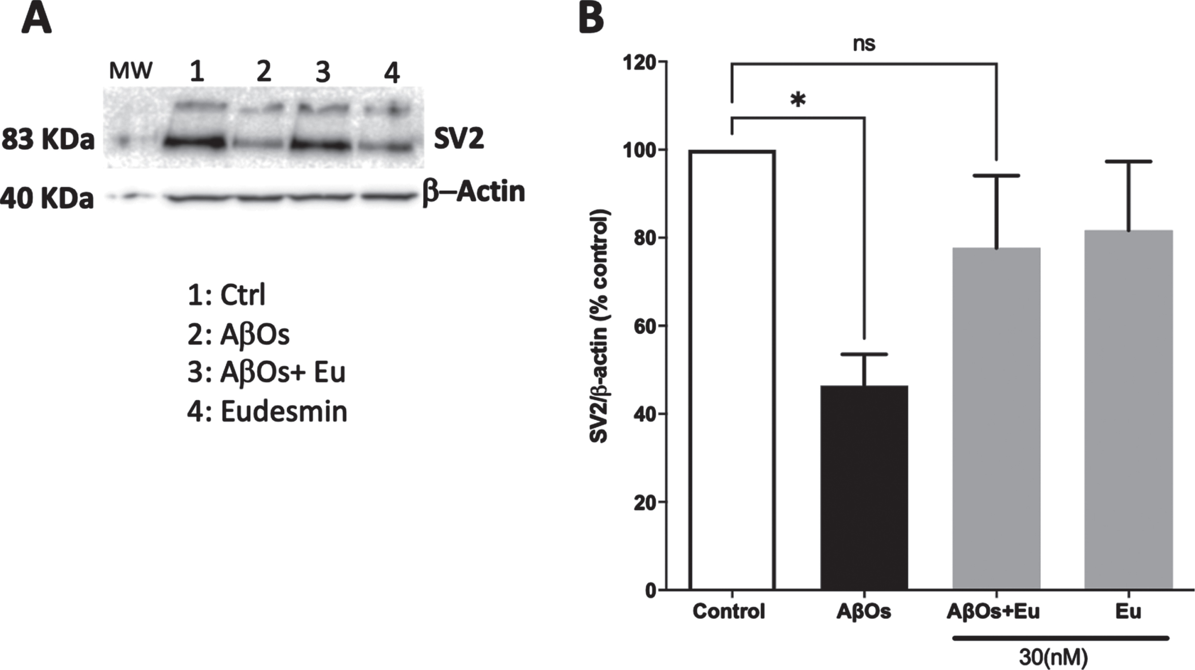 Neuroprotective effect of Eudesmin on synaptic markers: SV2 detection. Western blot images of neuronal cultures co-incubated for 24 h with AβOs (0.5μM) and Eudesmin (Eu 30 nM) SV2 total expression (A). Total expression intensity was measured using the Odyssey FC detection system. β-actin detection was used as reference. Values are expressed as the percentage of the control group (without AβOs treatment) (B). Values are mean±SEM, n = 3 using one-way ANOVA and Bonferroni test. *p < 0.05 versus control group.