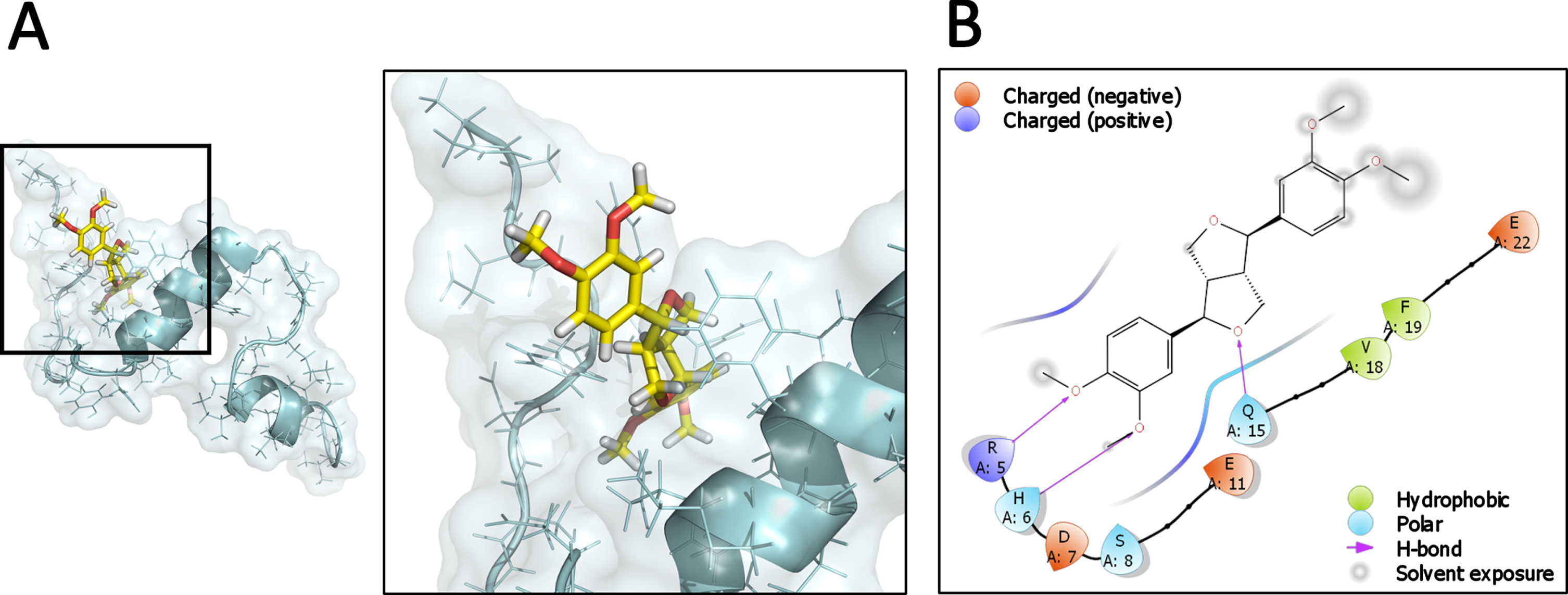 Predicted interaction of the Aβ1-40 monomer with Eudesmin. Complex between Aβ and Eudesmin generated by docking protein-ligand. Cartoon representation and surface of Aβ1-40 monomer has been colored cyan, while the carbon backbone and oxygen atoms of Eudesmin are shown yellow and red, respectively (A). Schematic representation of the interactions presents at the Aβ-Eu interface in a region defined with a cutoff of 4Å (B).