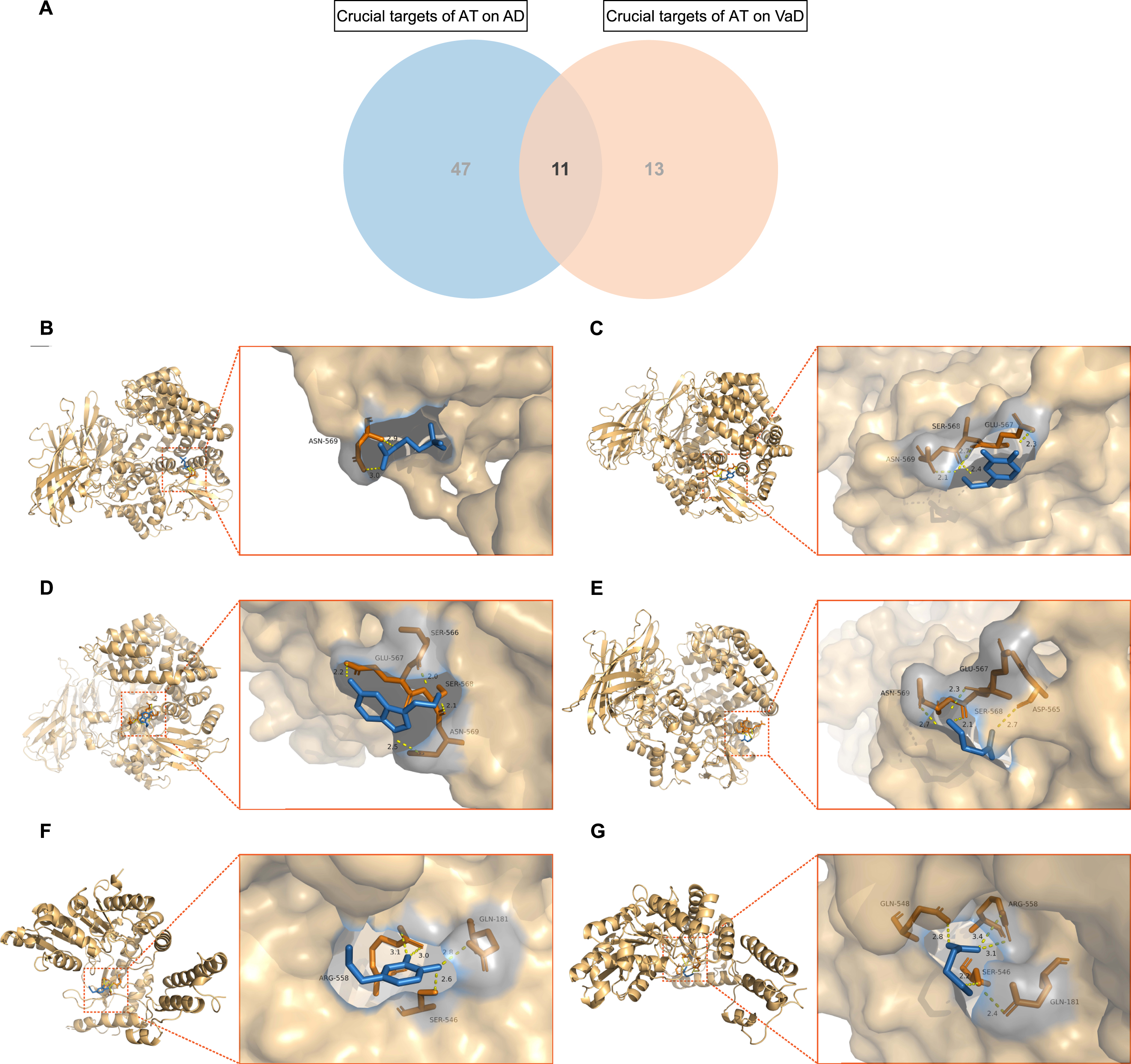 Molecular docking of acupuncture therapy (AT) active components with crucial targets. A) Venn diagram depicts the 11 mutual crucial targets of AT on Alzheimer’s disease (AD) and vascular dementia (VaD). B) Acetylcholine (ACh) formed 2 hydrogen bonds with amino acid residue ASN-569 of TAC1. C) Dopamine (DA) formed 4 hydrogen bonds with amino acid residues ASN-569, SER-568, and GLU-567 of TAC1. D) Serotonin (5-hydroxytryptamine, 5-HT) formed 4 hydrogen bonds with amino acid residues GLU-567, SER-566, SER-568, and ASN-569 of TAC1. E) Gamma-aminobutyric acid (GABA) formed 4 hydrogen bonds with amino acid residues ASN-569, GLU-567, SER-568, and ASP-565 of TAC1. F) DA formed 4 hydrogen bonds with amino acid residues ARG-558, GLN-181, and SER-546 of GAD2. G) GABA formed 5 hydrogen bonds with amino acid residues GLN-548, ARG-558, GLN-181, and SER-546 of GAD2.