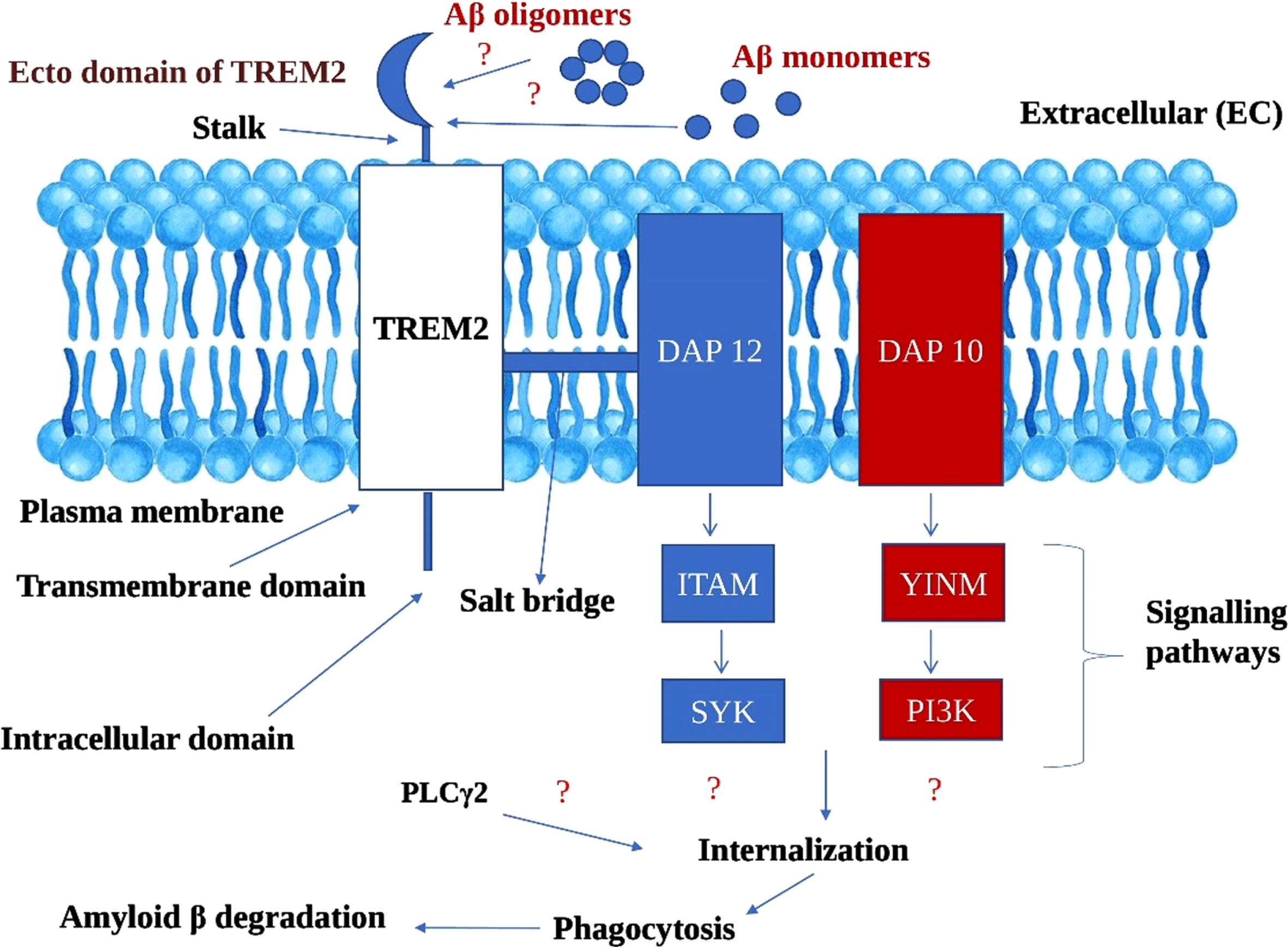 Hypothetical mechanism of amelioratory role of TREM2 microglial receptors in Amyloid β degradation in Alzheimer’s disease. TREM2, Triggering receptor expressed on myeloid cells 2; DAP 12 and 10, DNAX activation proteins 12 and 10; ITAM, Immunoreceptor tyrosine based activation motif; YINM, tyrosine-isoleucine-asparagine-methionine; SYK, Spleen tyrosine kinase; PI3K, Phosphatidyl inositol 3-kinase; PLCγ2, Phosphatidyl inositol specific phospholipase Cγ2