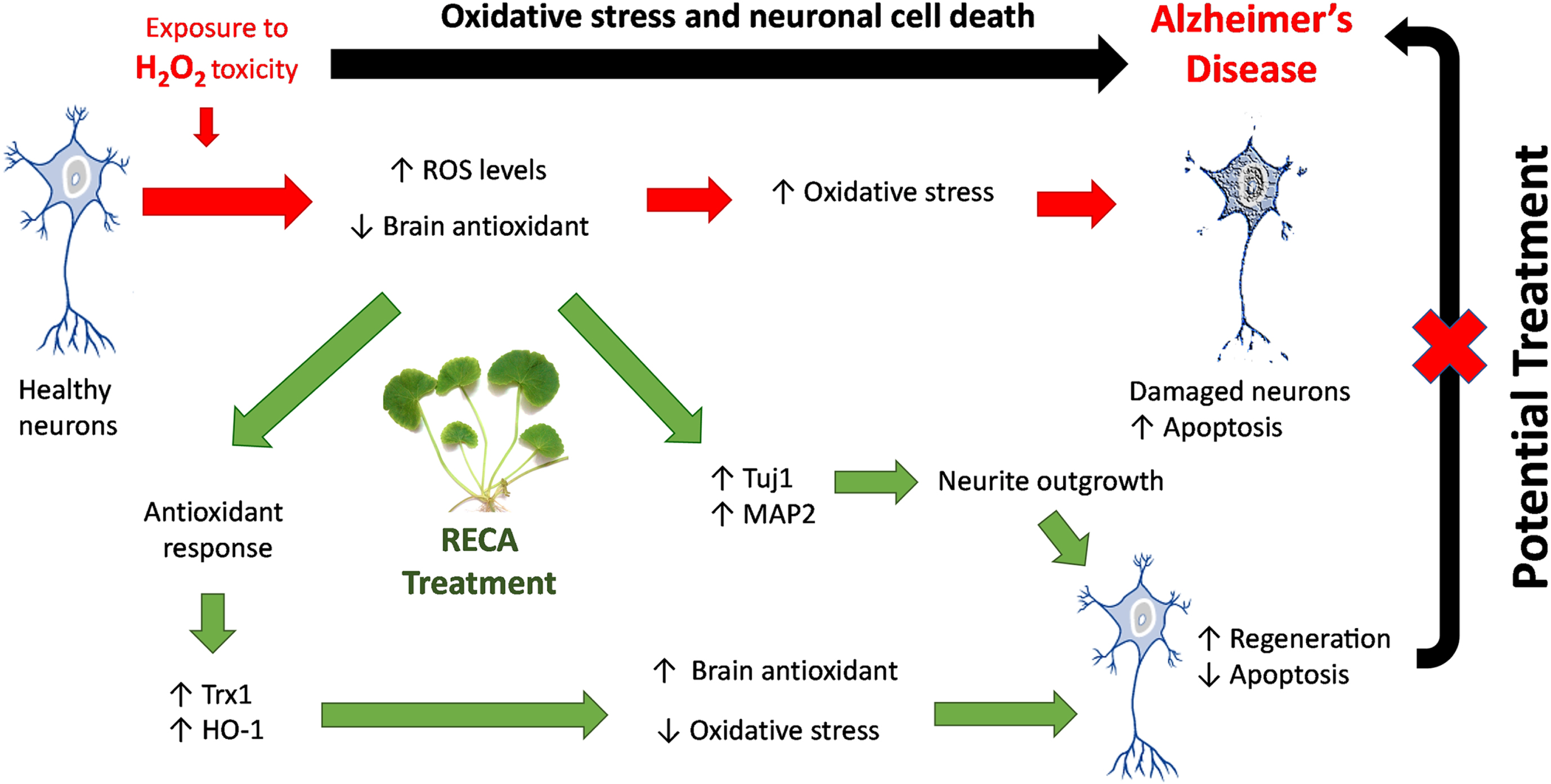 Mechanism of action of RECA as the potential treatment for AD by mitigating oxidative stress. RECA promotes increased expression of antioxidant enzyme genes (i.e., Trx1 and HO-1) to compensate for antioxidant response to oxidative toxicity (i.e.. H2O2). RECA-mediated attenuation of increased ROS in neurons, results in reduced oxidative stress, leading to the restoration of cell viability and the prevention of oxidative stress-induced apoptosis. In addition, RECA promotes neuritic regeneration by modulating Tuj1 and MAP2 genes expression, resulting in the restoration of neuronal structure and function after injury. These potential mechanisms are proposed to be the underlying basis for the restoration of neuronal function and structure after injury demonstrated in oxidative stress-induced AD treated with RECA.