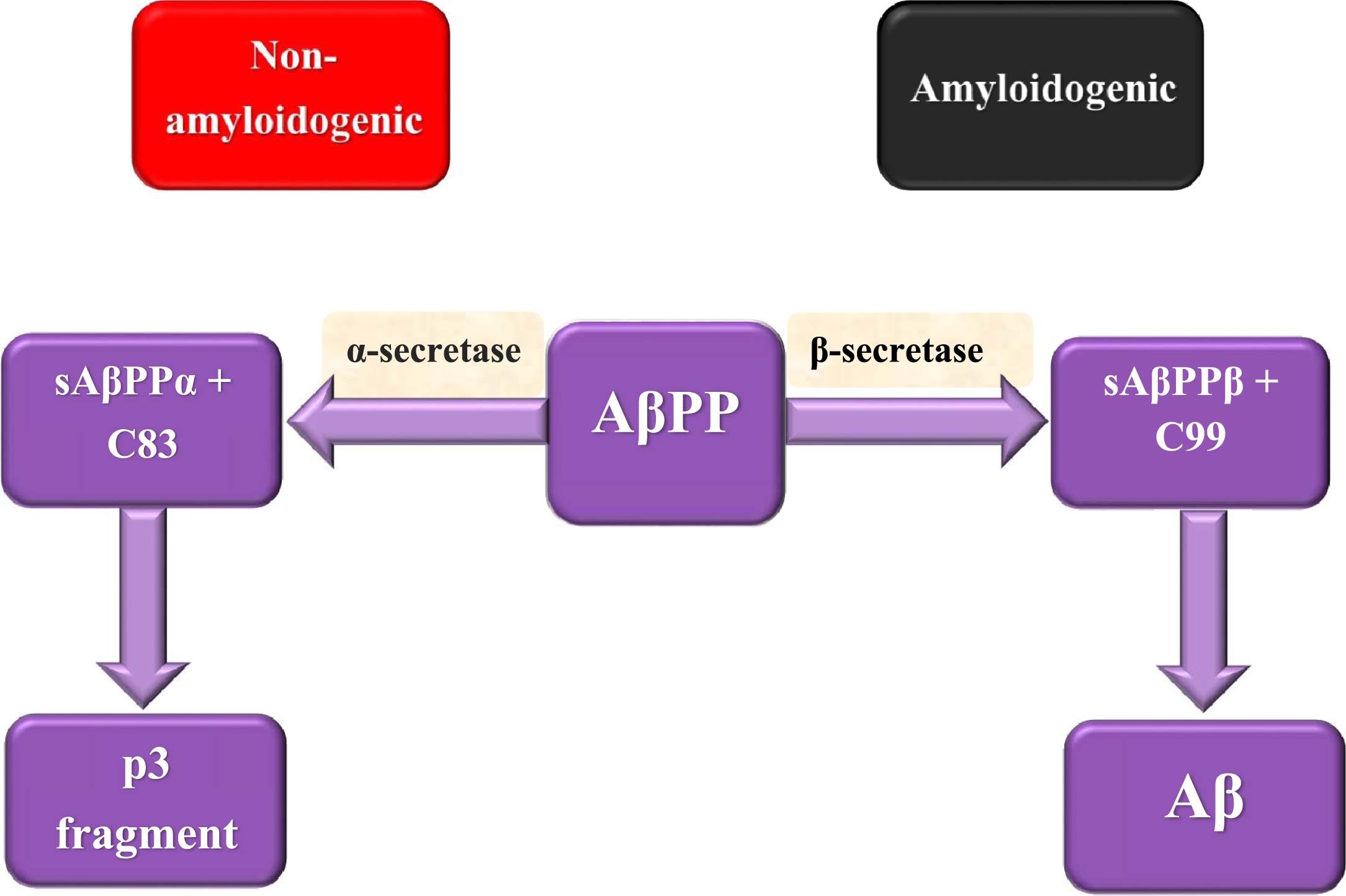 AβPP splicing in non-amyloidogenic and amyloidogenic pathways.