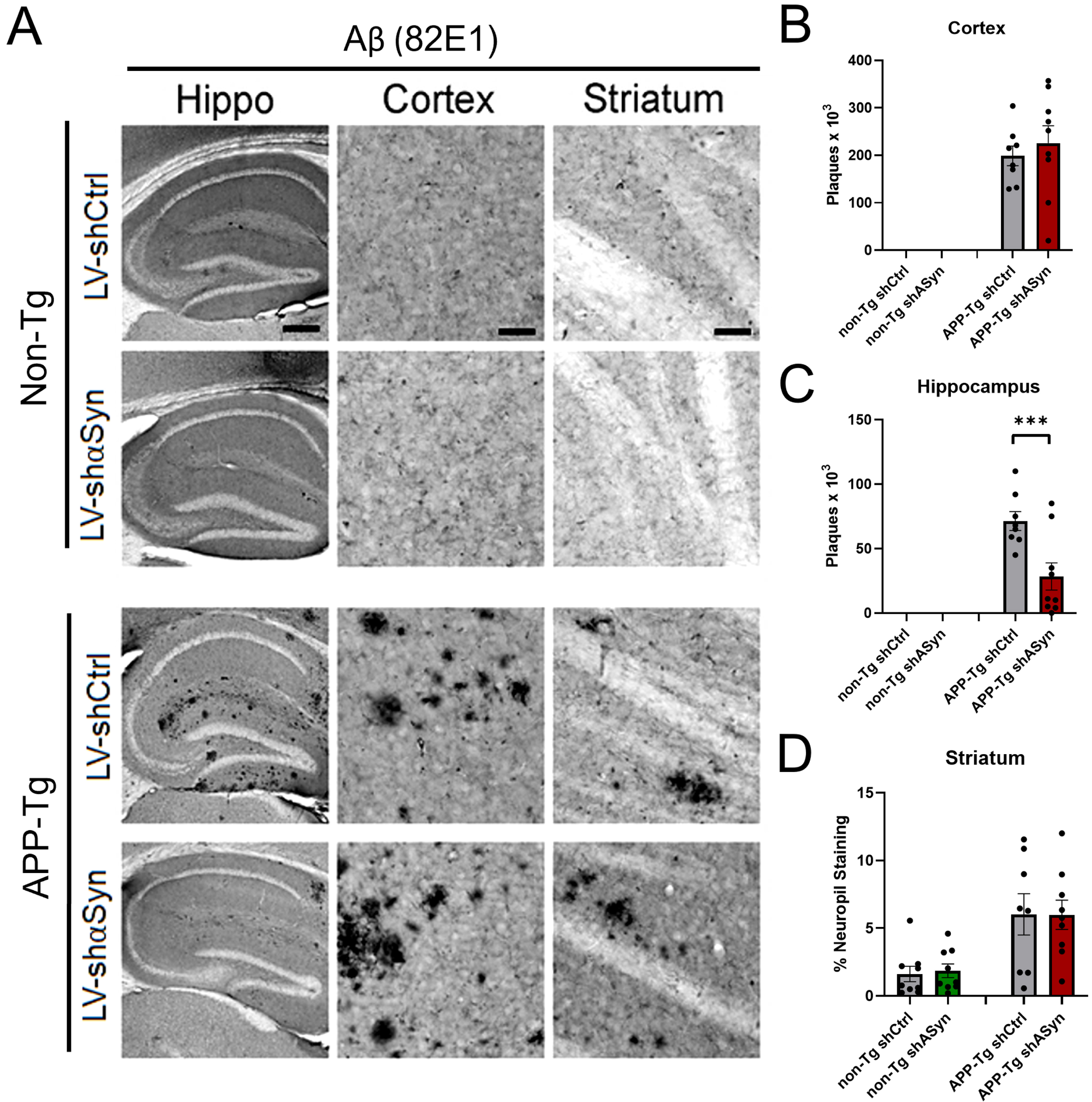 Knockdown of α-syn via LV-shα-syn intracranial injection reveals significant reduction of Aβ plaques in APP-Tg mice. A) Immunohistochemistry using 82E1 antibody that detects human Aβ. B–D) Quantification of Aβ plaques in hippocampus, cortex, and neuropil staining in striatum using 82E1 antibody. ***p < 0.001 One-way ANOVA with post-hoc Dunnett’s multiple comparisons test. Scale bars, 100μm in low-power images and 40μm in high-power images.