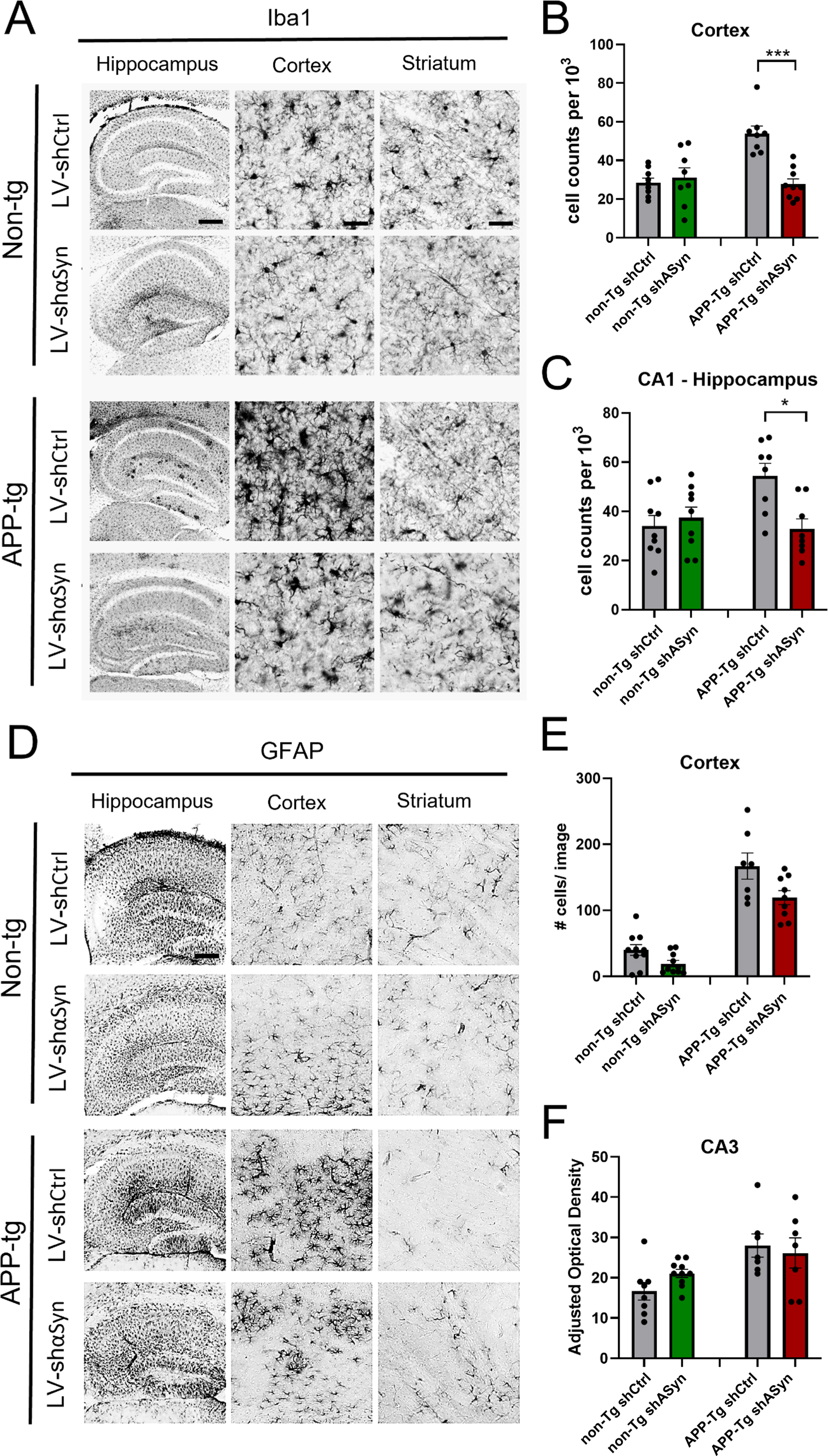 Immunohistochemical analysis of changes in microglial (Iba1) and astrocytic activation (GFAP) in non-Tg and APP-Tg mice treated with LV-shα-syn as compared to LV-shCtrl. A, D) Representative low- and high-magnification photomicrographs of the frontal cortex, CA3, and CA1 regions of the hippocampus –Iba1 and GFAP immunostains respectively. B, C) Quantification of anti-Iba1 immunostains for cell counts/103 mm in the hippocampus (CA3), cortex and striatum, showing a statistically significant lower number of Iba1-positive cells in the cortex of APP-Tg mice treated with LV-shα-syn as compared with LV-shCtrl. E, F) Quantification of GFAP-positive signal using adjusted optical density in the CA3 and cell counts per 103 mm in the cortex and striatum. Statistical analysis was conducted using one-way ANOVA post hoc Dunnett’s test *p < 0.05, ***p < 0.001. Scale bars, 100μm in low-power images and 40μm in high-power images.