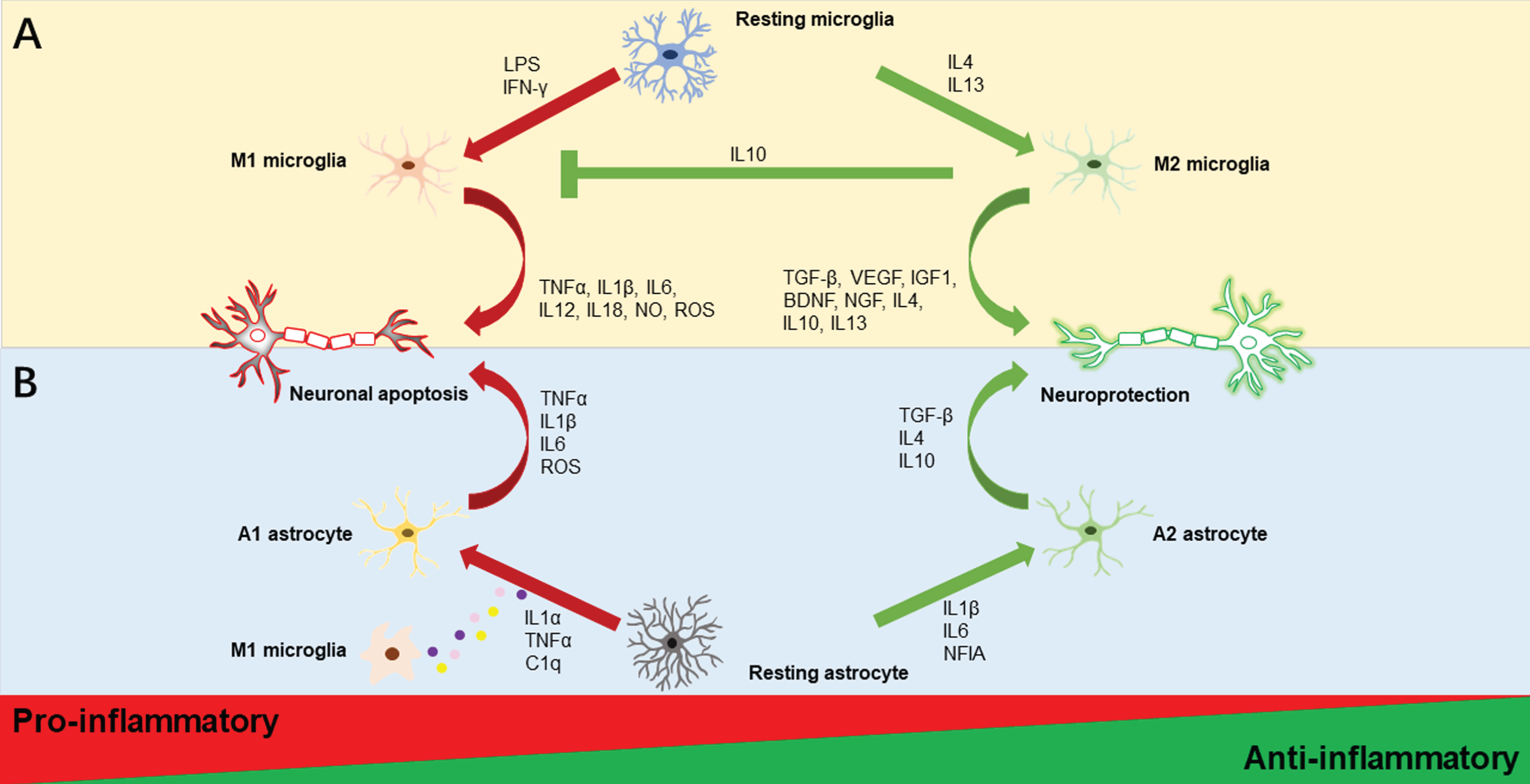 Illustrations of microglia and astrocyte polarization. Activated microglia are often classified as M1 or M2 phenotypes as displayed in the upper half of Fig. 1. Resting microglia polarize to the M1 phenotype and produce pro-inflammatory substances such as TNFα, IL1β, IL6, IL12, IL18, NO, and ROS, when LPS and IFN-γ are present. In contrast, IL4 and IL13 stimulation causes M2 polarization, which increases the secretion of anti-inflammatory substances such as TGF-β, VEGF, IGF1, BDNF, NGF, IL4, IL10, and IL13. Additionally, M2 microglia could promote the inhibition of M1 microglia by the anti-inflammatory cytokine IL10. Activated astrocytes are usually divided into A1 and A2 phenotypes as depicted in the lower half of Figure 1. Astrocytes may transform into different reactive astrocyte phenotypes depending on the stimulus. The M1 microglia’s production of the pro-inflammatory cytokines IL1α, TNFα, and C1q causes the A1 neurotoxic phenotype and encourages the secretion of TNFα, IL1β, IL6, and ROS. Meanwhile, IL1β, IL6, and NFIA trigger the A2 phenotypic change with neuroprotective effects that increase anti-inflammatory molecules TGF-β, IL4, and IL10. BDNF, brain-derived neurotrophic factor; C1q, complement component 1q; IFN-γ, interferon-gamma; IGF1, insulin-like growth factor 1; IL, interleukin; LPS, lipopolysaccharide; NFIA, nuclear factor IA; NGF, nerve growth factor; NO, nitric oxide; ROS, reactive oxygen species; TGF-β, transforming growth factor-beta 1; TNF-α, tumor necrosis factor-alpha; VEGF, vascular endothelial growth factor.