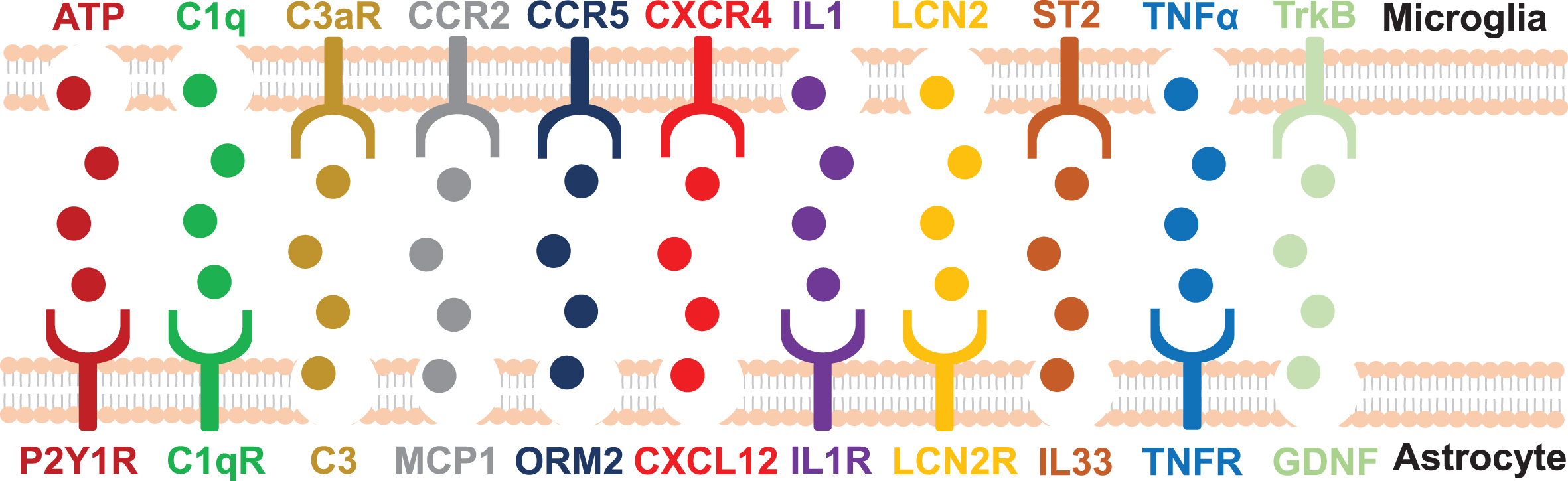 Molecular conversation between microglia and astrocytes. The signaling pathway between microglia and astrocytes is listed here briefly (modified from Li et al. [215]). ATP, Adenosine triphosphate; C1q, Complement component 1q; C1qR, C1q: Complement component 1q receptor; C3aR, C3a receptor; CCR, C-C chemokine receptor; CXCL12, C-X-C motif chemokine ligand 12; CXCR4, C-X-C chemokine receptor type 4; GDNF, Glial cell line-derived neurotrophic factor; IL, Interleukin; LCN2, Lipocalin 2; MCP1, Monocyte chemoattractant protein 1; ORM2, Orosomucoid 2; P2Y, metabotropic; ST2, Suppressor of tumorigenicity 2; TNF, Tumor necrosis factor; TrkB, Tropomyosin-related kinase B.