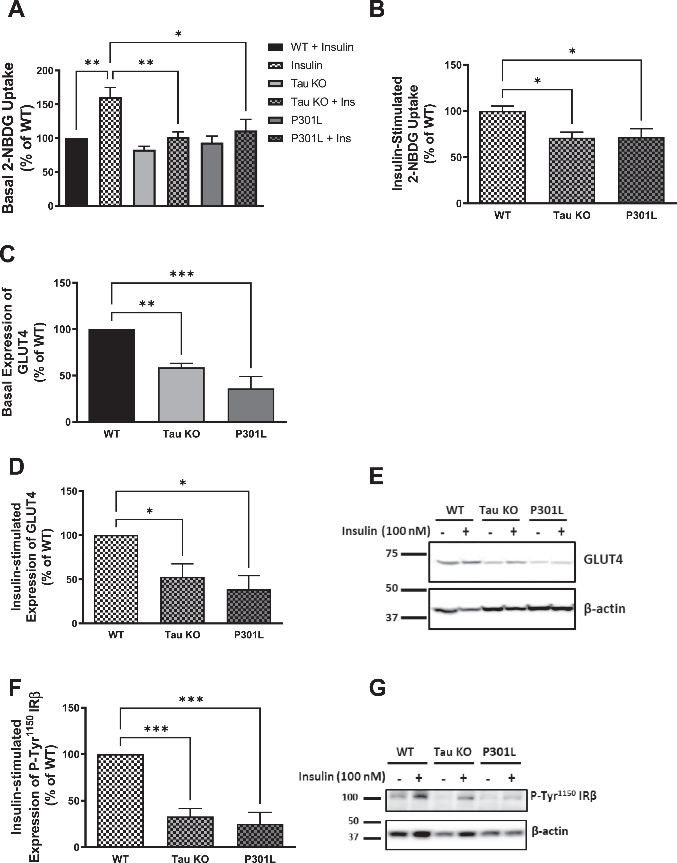 Tau loss of function by deletion or aggregation induces insulin resistance in primary mouse hepatocytes. A) Primary mouse hepatocytes isolated form 10-month-old wild type mice show increased glucose uptake after insulin stimulation, while tau KO and P301L primary hepatocytes do not respond to insulin. B) Primary mouse hepatocytes isolated from tau KO and P301L mice show significantly reduced insulin-stimulated glucose uptake compared to wild type hepatocytes. Data represent mean±SEM of 8 mice, each with six experimental replicates. WB: primary hepatocytes isolated form 10 months Tau KO and P301L mice show reduced basal (C) and insulin-stimulated (D) expression of GLUT4 at the membrane. Data represent mean±SEM of 4 mice. E) Corresponding gel for C and D. F) primary hepatocytes isolated form Tau KO and P301L mice show reduced insulin-stimulated expression of P-Tyr1150IRβ at the membrane. The antibody specifically detected P-IRβ Tyr1150 phosphorylation. Data represent mean±SEM of 4 mice. G) Corresponding gel for F. β-actin was used as a loading control and band intensities were normalized to β-actin bands intensities. *p < 0.05, **p < 0.01, ***p < 0.001; One-way ANOVA, Dunnett’s post hoc test.