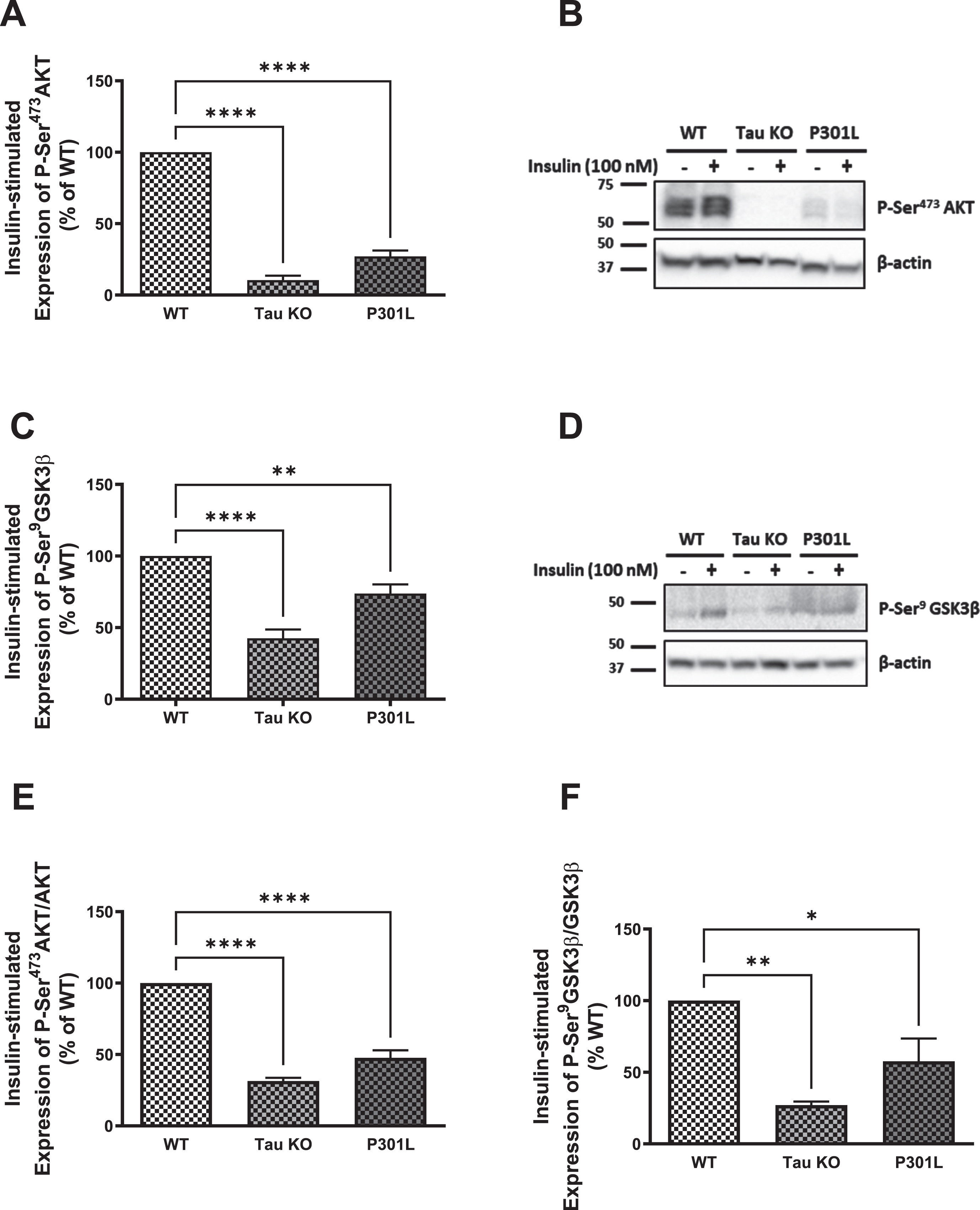 Tau loss of function, by deletion or aggregation, induces downregulation of the insulin signaling pathway in primary mouse hepatocytes. WB: A) primary hepatocytes isolated form 10 months Tau KO and P301L mice show significantly reduced insulin-stimulated P-Ser473AKT expression compared to wild type hepatocytes. Data represent mean±SEM of 3 mice; B) Corresponding gel for A. C) primary hepatocytes isolated form 10 months Tau KO and P301L mice show significantly reduced insulin-stimulated P-Ser9GSK3β expression compared to wild type hepatocytes. Data represent mean±SEM of 5 (WT, TauKO), or 4 (P301L) mice. D) Corresponding gel for C. The antibodies specifically detected AKT-Ser473 and GSK3β-Ser9 phosphorylation. ELISA: primary hepatocytes isolated form Tau KO and P301L mice show significantly reduced insulin-stimulated P-Ser473AKT (E) and P-Ser9GSK3β (F) compared to wild type hepatocytes. Data represent mean±SEM of 3 mice, each with two experimental replicates. *p < 0.05, **p < 0.01, ****p < 0.0001; One-way ANOVA, Dunnett’s post hoc test.
