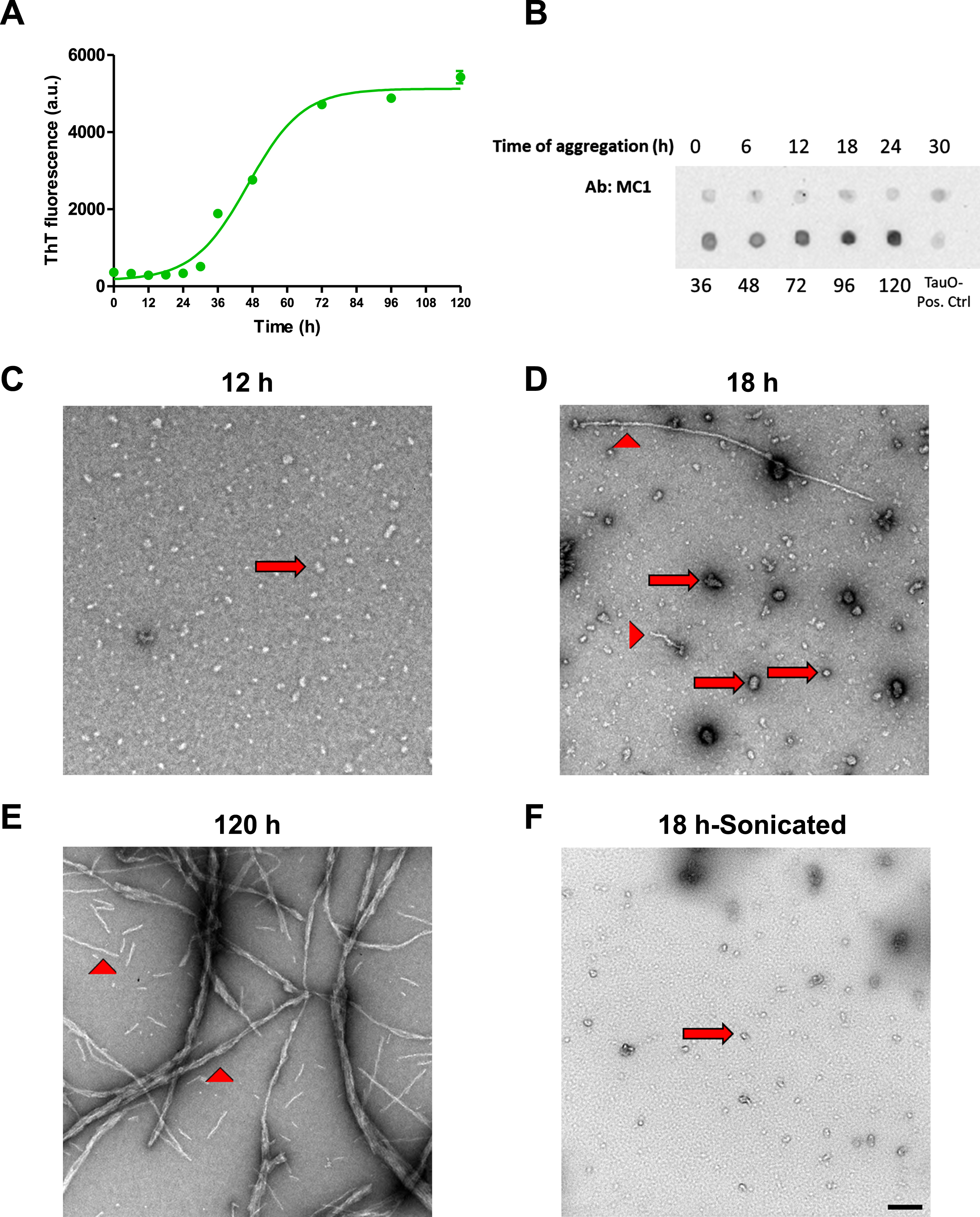 Tau aggregates characterization. A) Tau aggregates were prepared by shaking 50μM 2N4R recombinant Tau at 37°C for different times in the presence of 25μM Heparin. ThT fluorescence was used to detect the presence of fibrillar aggregates at different time points. Data represent mean±SEM of 3 samples at each time point. B) Dot blot analysis of tau aggregates after different time points of aggregation using MC1 antibody to detect fibrillary species. C-F) Electron Microscopy images of tau aggregates after 12 h (C), 18 h (D), and 120 h (E) show the presence of only oligomeric (arrows) species after 12 h aggregation, while aggregation for 18 h shows the presence of mostly oligomeric (arrows) with some fibrillar (arrow heads) species, and aggregates formed after 120 h show the presence of mainly fibrillar species. F) Sonication of the aggregates formed after 18 h results in mainly oligomeric species with no fibrillary aggregates present. Scale bar = 200 nm.