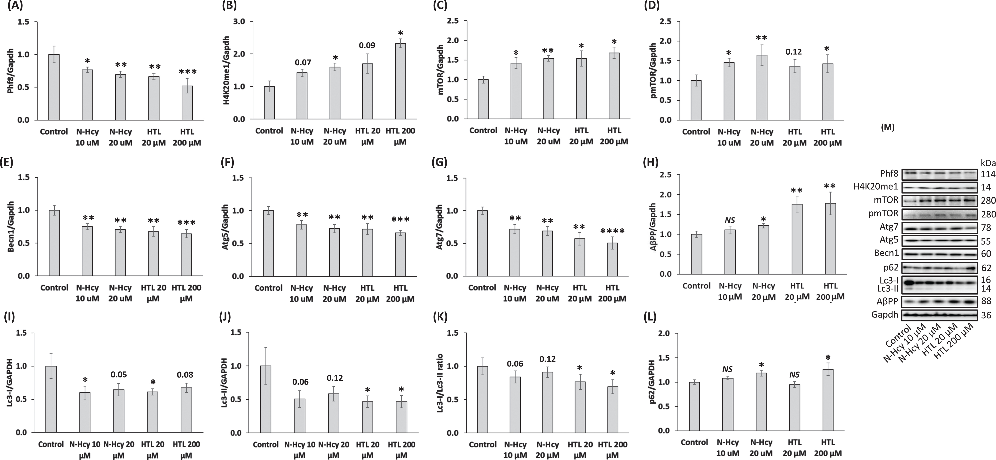 Hcy-thiolactone and N-Hcy-protein downregulate Phf8, upregulate the H4K20me1 epigenetic mark, mTOR signaling, AβPP, and impair autophagy in mouse neuroblastoma N2a-APPswe cells. N2a-APPswe cells were treated with indicated concentrations of N-Hcy-protein (N-Hcy) or Hcy-thiolactone (HTL) for 24 h at 37°C. Bar graphs illustrating the quantification of Phf8 (A), H4K20me1 (B), mTOR (C), pmTOR (D), Becn1 (E), Atg5 (F), Atg7 (G), AβPP (H), Lc3-I (I), Lc3-II (J), Lc3-I/Lc3-II ratio (K), and p62 (L) based on western blot analyses are shown. Gapdh was used as a reference protein. Each assay was repeated three times in three independent experiments. Mean ± SD values for each treatment group are shown. p-values were calculated by one-way ANOVA with Tukey’s multiple comparisons test. *p<0.05, **p<0.01, ***p<0.001, or ****p<0.0001. The numbers above bars show p values 0.05 –0.16. NS, not significant.