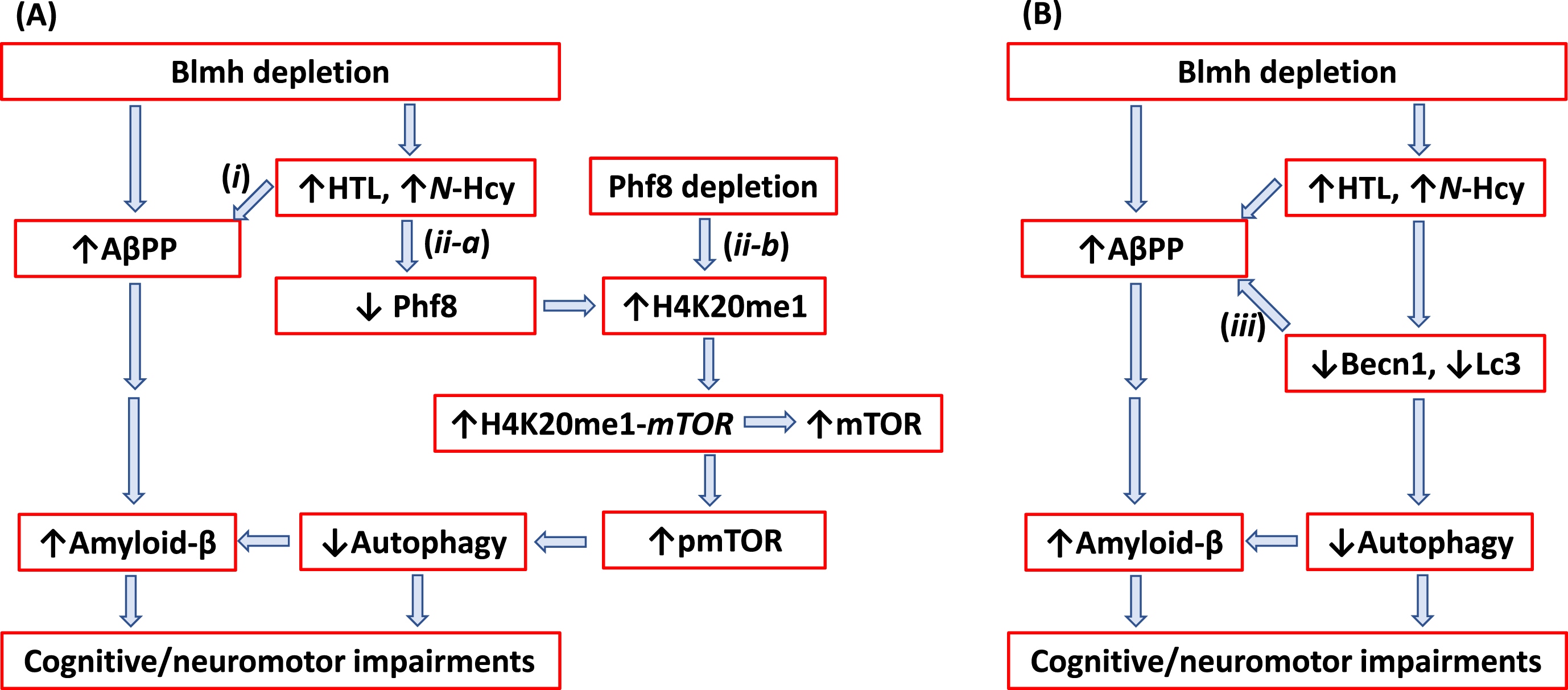 Hypothetical pathways leading to Aβ generation in Blmh-/-5xFAD mice. Panel A illustrates the AβPP (i) and Phf8 (ii-a) pathways. Panel B highlights the interaction (iii) between autophagy (Becn1) and AβPP pathways. Up and down arrows show direction of changes in the indicated variables. Blmh, bleomycin hydrolase; Hcy, homocysteine; HTL, Hcy-thiolactone; AβPP, amyloid-β protein precursor; mTOR, mammalian target of rapamycin; pmTOR, phospho-mTOR; Phf8, Plant Homeodomain Finger protein 8. See text for discussion.