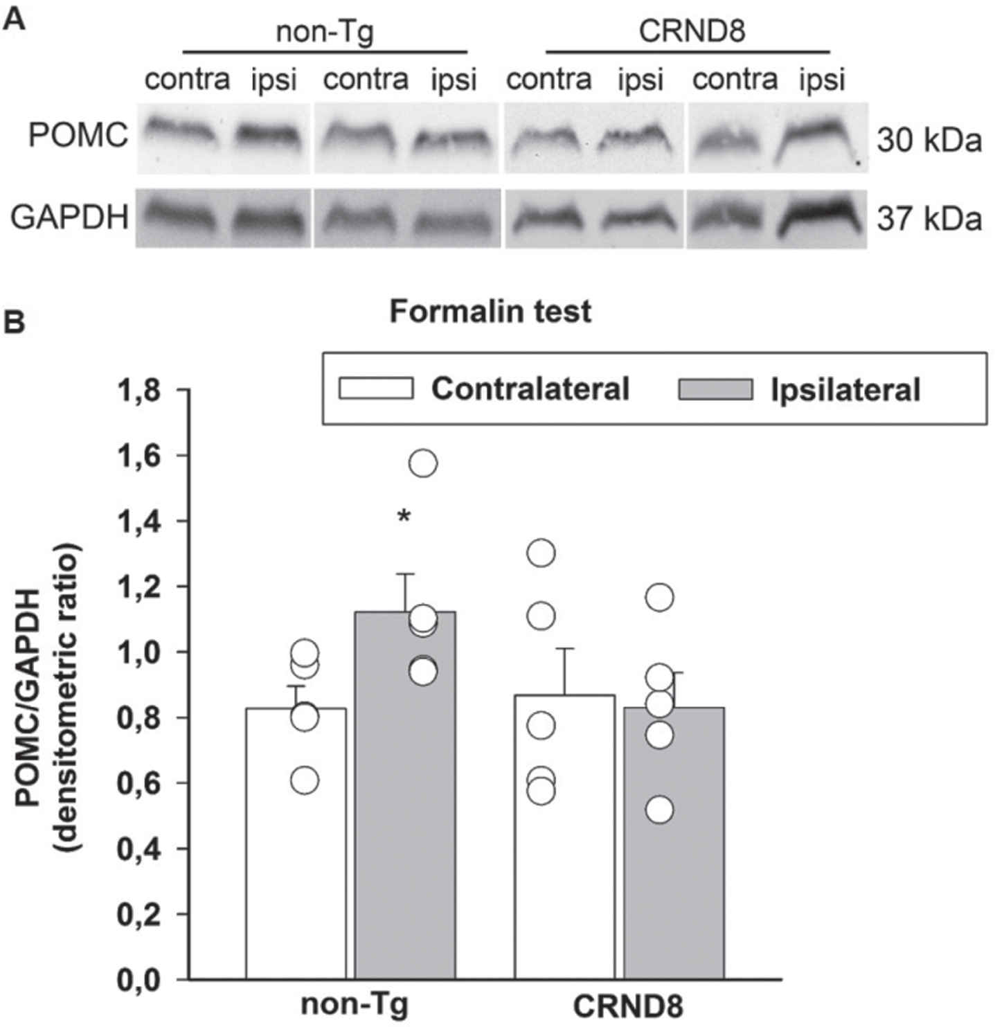 Formalin injection induced the expression of POMC in the spinal cord of non-Tg mice but not CRND8 mice. Representative western blot image of pro-opiomelanocortin (POMC) expression in lumbar specimens 60 min after formalin injection (A). Two animals per genotype, and the corresponding protein samples obtained from the contralateral (contra) and ipsilateral (ipsi) sites to the formalin injection, are shown. The GAPDH band is shown as loading control. Densitometric values of POMC bands from five different animals per genotype, normalized against GAPDH, are presented in bar graphs showing individual values (B). Values represent the mean±SEM. A two-way ANOVA with Bonferroni post-test for all pairwise multiple comparisons was carried out to analyze the effects of genotype and side on POMC expression. There was a statistically significant difference in POMC expression between the ipsilateral and the contralateral side in non-Tg mice (p = 0.006). No other significant difference was found.