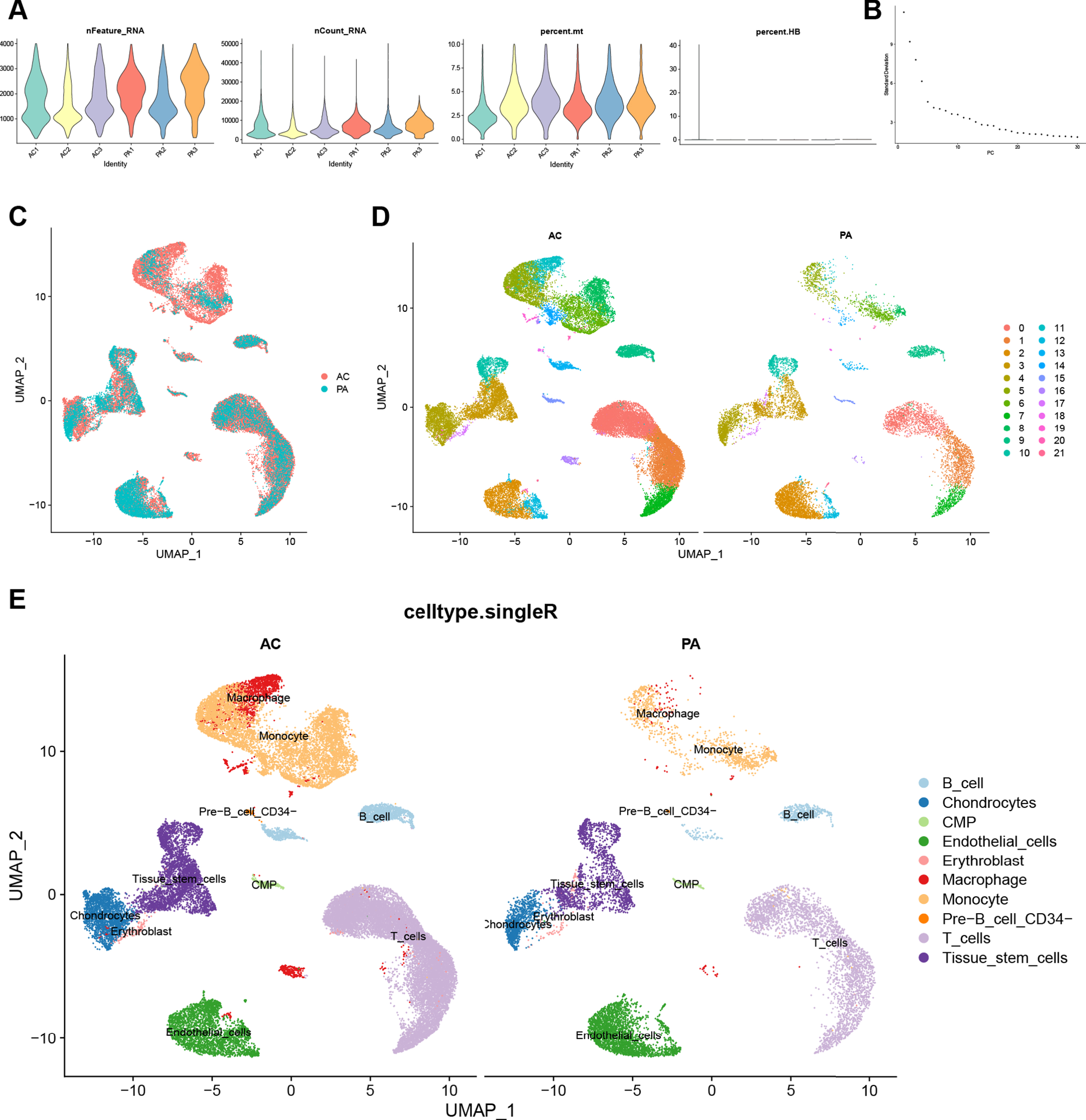 Quality control, cell clustering, and annotation of CA single-cell data. A) Violin plot shows cell characteristics after quality control. B) Elbow plot for the single cell data. The top 30 PCs were shown. C) Batch effect between AC and PA data eliminated by harmony. D) Cells in dataset were classified into 22 clusters. E) Cells were annotated by the “singleR” package reference Human Primary Cell Atlas Data. CA, carotid atherosclerosis; AC, atherosclerotic core; PA, proximal adjacent.