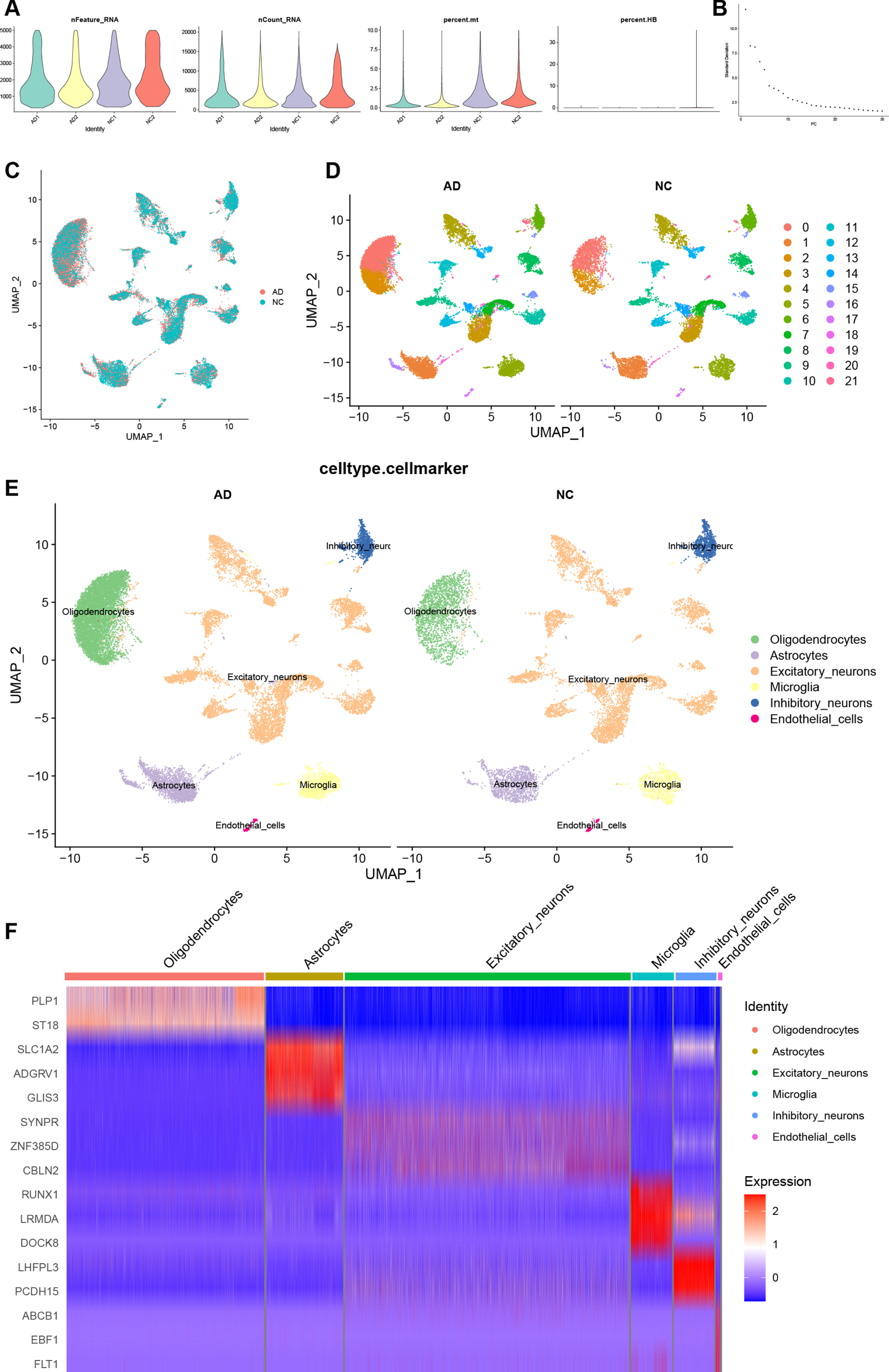 Quality control, cell clustering, and annotation of AD snRNA-seq data. A) Violin diagram shows cell characteristics after quality control. B) Elbow plot for the single cell data. The top 30 PCs were shown. C) Batch effect between AC and PA data eliminated by harmony. D) Cells in dataset was classified into 22 clusters. E) Manual annotation of cell clusters in AD with reference to previous studies. F) The heatmap shows good specificity of the cellular marker genes. AD, Alzheimer’s disease.