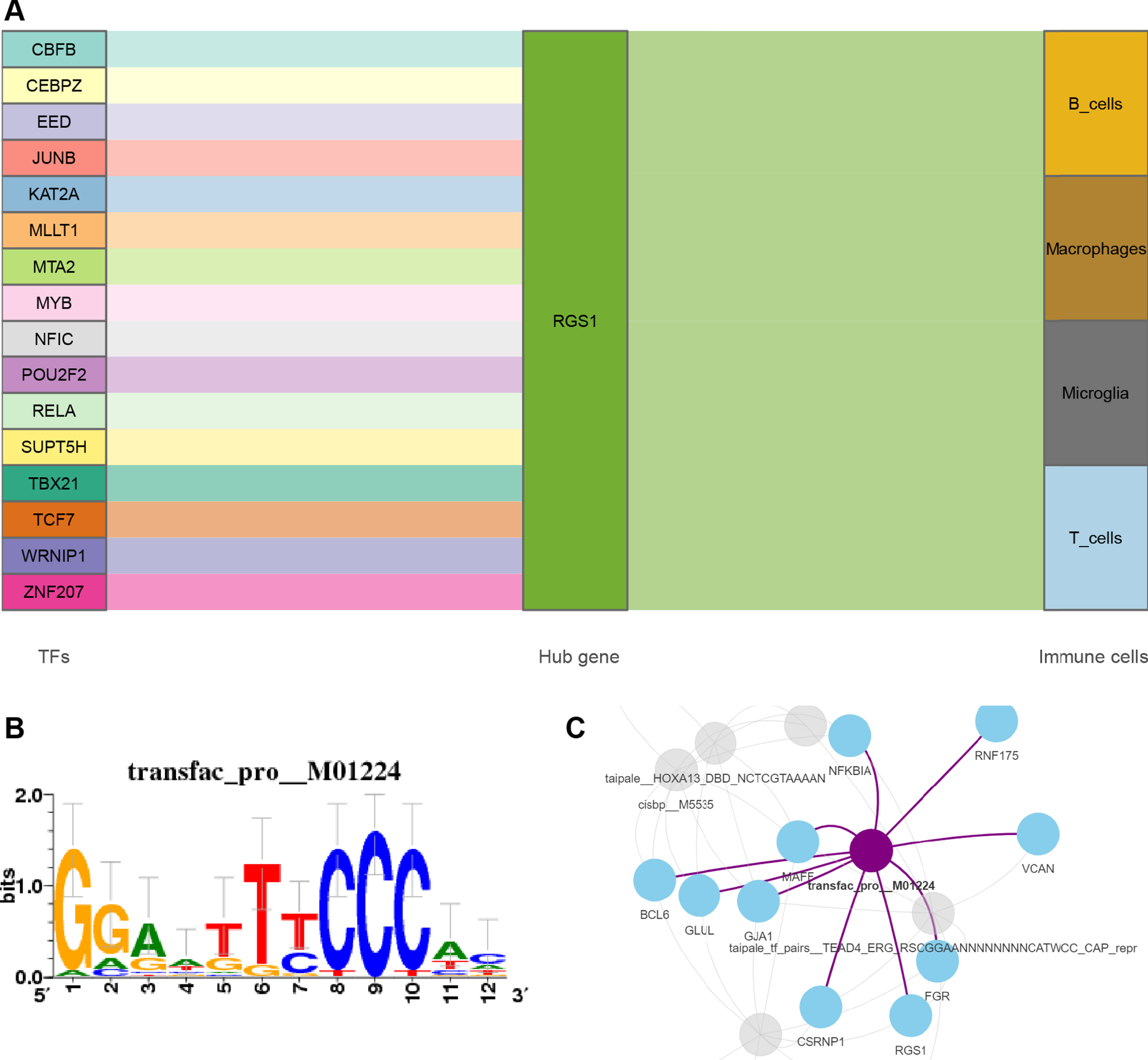 A) Sankey diagram shows the flow among TFs, genes, and immune cells. The TF-gene interaction was obtained from Networkanalysis. B) The sequence features obtained from motif enrichment analysis. The high and low bases in the graph indicate the likelihood of the occurrence of that base in the motif sequence. C) Regulatory network of RelA and genes.