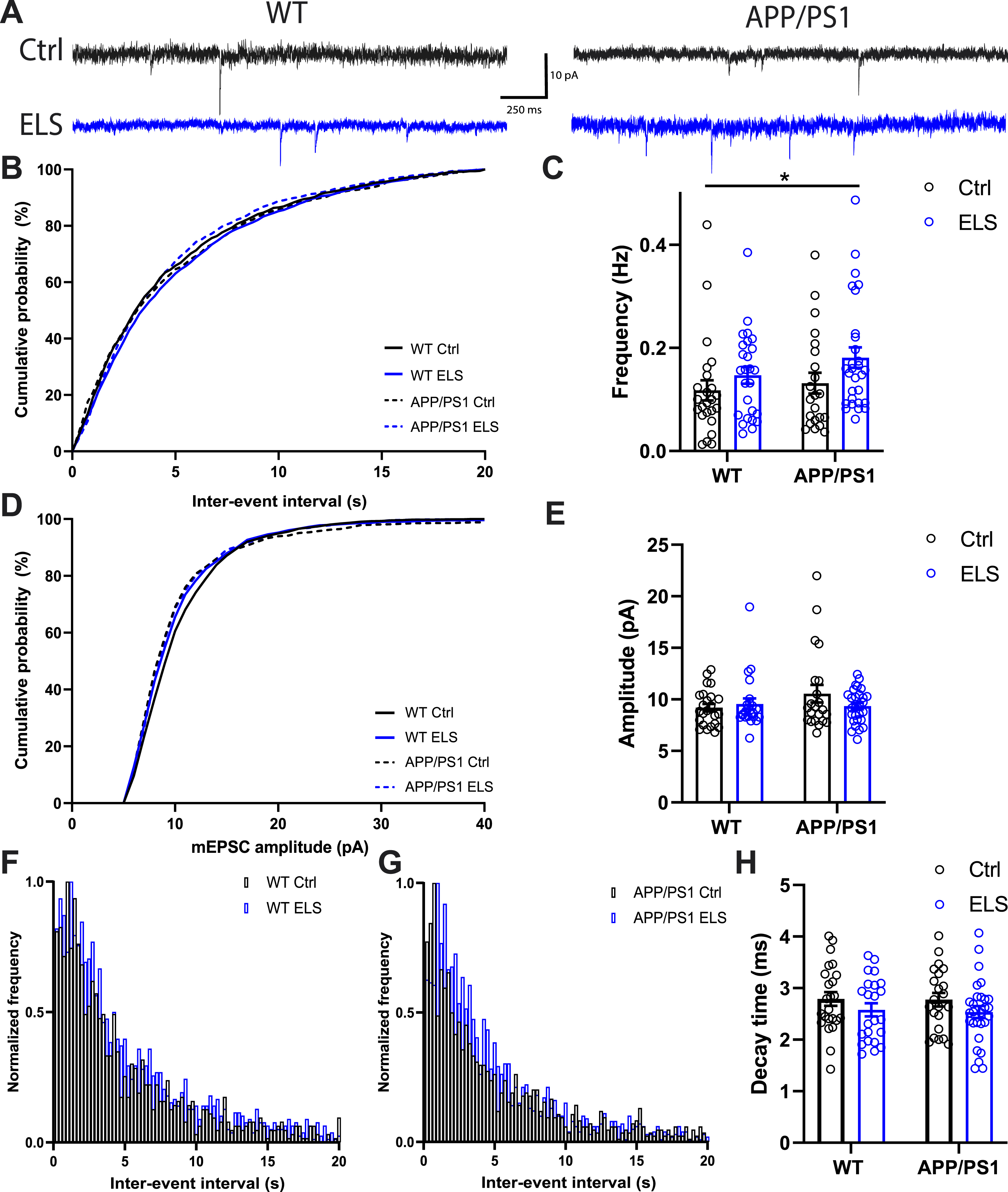 Early life stress increases the mEPSC frequency DG granular cells of 3-month-old mice regardless of genotype. A) Representative traces of mEPSCs recorded in DG granular cells. B) No differences were observed in the cumulative probability of the inter-event interval between WT and APP/PS1 animals that were subjected to the ELS or Ctrl condition. C) A significantly higher mEPSC frequency was observed as a result of ELS, regardless of genotype (Fcondition (1,93) = 4.53, p = 0.04). D) No differences were observed in the cumulative probability of the mEPSC amplitude between WT and APP/PS1 animals that were subjected to the ELS or Ctrl condition. E) No differences were observed in the means of the mEPSC amplitude between WT and APP/PS1 animals that were subjected to the ELS or Ctrl condition. No differences were observed in normalized frequency of the inter-event interval between WT and APP/PS1 animals (F and G) that were subjected to the ELS or Ctrl condition. H) A slight trend towards a lower decay time was observed as a result of early life stress, regardless of genotype (Fcondition (1,93) = 3.11, p = 0.08). Data is presented as mean±SEM. Ctrl WT n = 24 cells from 6 animals, ELS WT n = 26 cells from 6 animals, Ctrl APP/PS1 n = 22 cells from 6 animals, ELS APP/PS1 n = 28 cells from 6 animals. *two-way ANOVA main effect of condition p < 0.05.