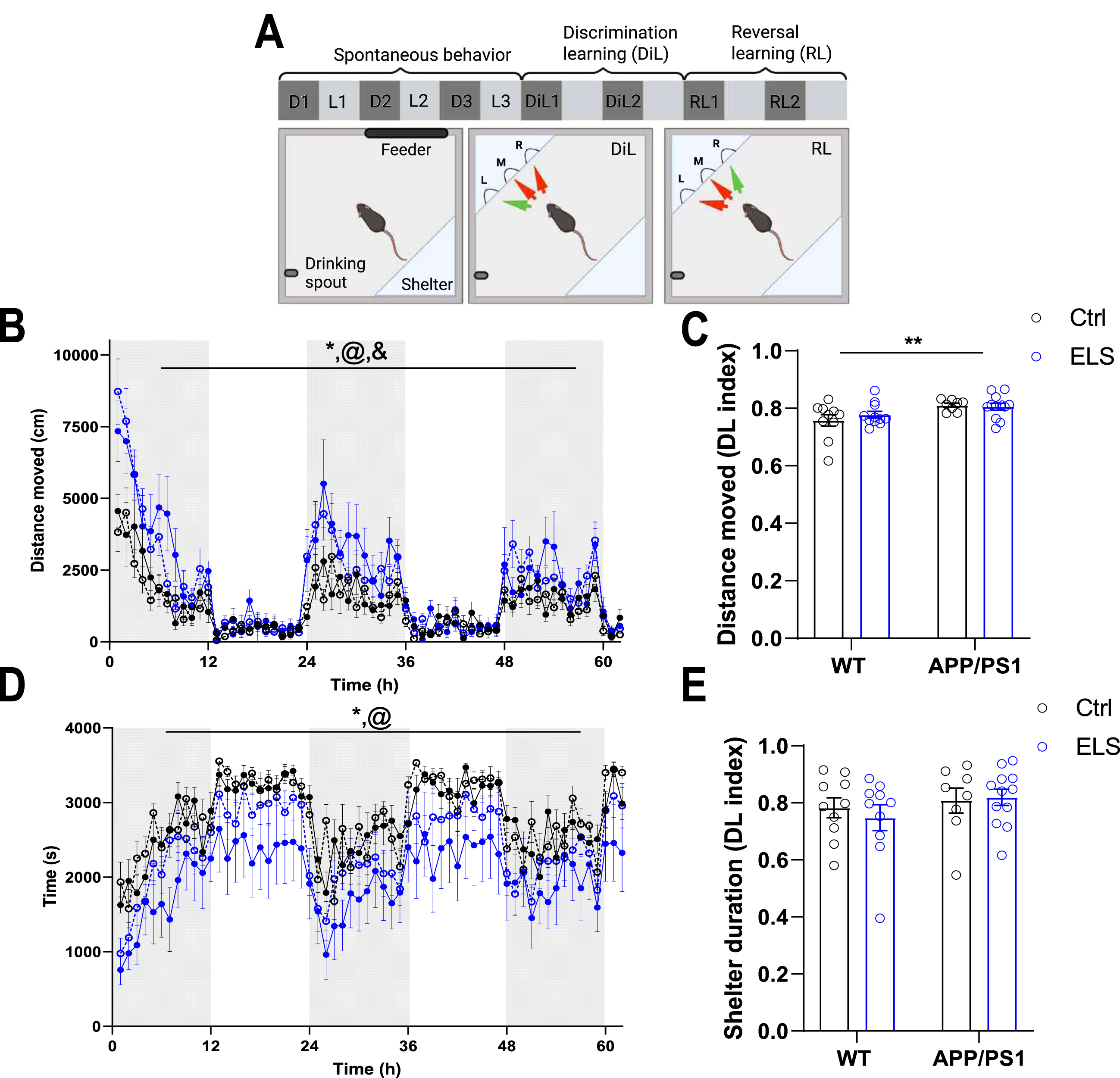 3-month-old APP/PS1 mice display enhanced locomotor activity compared to WT mice. A) Schematic overview of the behavioral paradigm in Phenotyper cages. Spontaneous behavior was assessed for the first 3 days (3 dark (D) and 3 light (L) phases) during habituation to the automated homecages. The 4th day, discrimination learning (DiL) commenced for 2 days (DiL1 and DiL2) during which the left entrance is rewarding followed by 2 days of reversal learning (RL; RL1 and RL2) during which the right entrance is rewarding. Fig. was created with BioRender (https://app.biorender.com/). B) Distance moved in cm and in hourly bouts over the course of 3 days show a significant time effect (Ftime(61,2318) = 28.81, p < 0.001), a genotype effect (Fgenotype(1,38) = 21.8, p < 0.001) and a genotype x time interaction effect (Fgenotypextime(61,2318) = 3.47, p < 0.001). C) APP/PS1 mice have a significantly higher Dark/Light (DL) index for distance moved compared to WT mice (Fgenotype(1,37) = 9.98, p = 0.003). D) Time spend in the shelter in seconds and in hourly bouts over the course of 3 days reveals a genotype effect (Fgenotype(1,61) = 5.22, p = 0.03) and a time effect (Ftime(61,2318) = 18.81, p < 0.001). E) There are no differences between the groups in terms of the DL index for shelter time. WT Ctrl n = 10, WT ELS n = 10, APP/PS1 Ctrl n = 8, APP/PS1 ELS n = 12. Data is presented as mean±SEM. *genotype effect p < 0.05, @time effect p < 0.001, &genotype x time interaction effect p < 0.001.