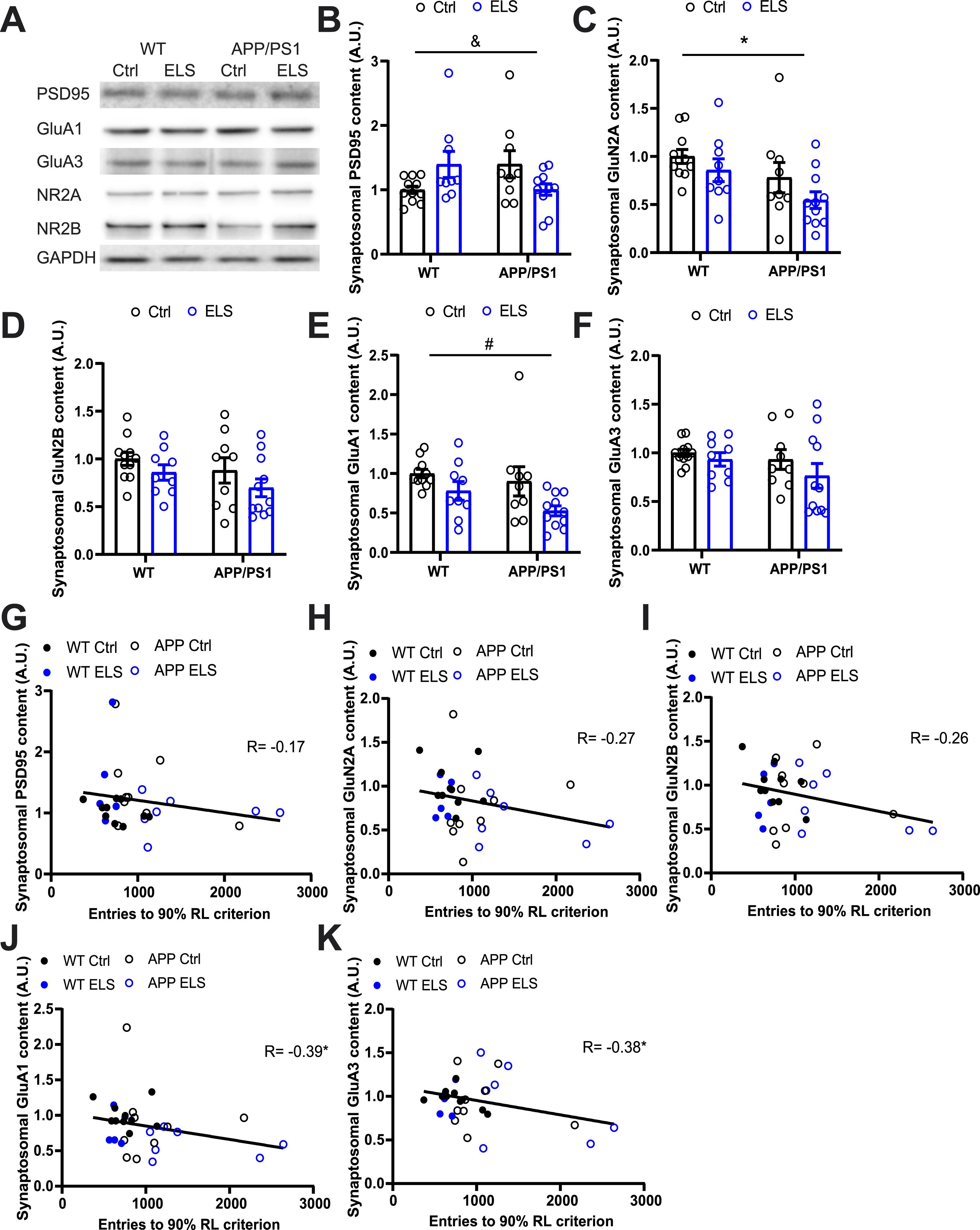 ELS and genotype affects synaptosomal protein content in 3-month-old mice and synaptosomal GluA1 and GluA3 content negatively correlate with RL performance. A) Representative bands from western blots on hippocampal synaptosomal fractions. B) ELS differentially affects synaptosomal PSD95 content depending on the genotype (Fgenotype x condition(1,36) = 7.47, p = 0.01), post-hoc analysis did not reveal any differences between the groups. C) APP/PS1 mice have a significantly lower synaptosomal GluN2A content compared to WT mice (Fgenotype(1,36) = 5.99, p = 0.02). D) No differences were observed in the synaptosomal GluN2B content between the experimental groups. E) Mice that were exposed to ELS have a significantly lower synaptosomal GluA1 content compared to Ctrl mice (Fcondition(1,36) = 6.96, p = 0.02). F) No differences were observed in the synaptosomal GluA3 content between the experimental groups. Ctrl WT n = 11, ELS WT n = 9, Ctrl APP/PS1 n = 9, ELS APP/PS1 n = 11. The number of entries required to reach a 90% RL criterion did not correlate with the synaptosomal content of PSD95 (G), GluN2A (H) and GluN2B (I), regardless of experimental group. J) Synaptosomal GluA1 content negatively correlated with the number of entries required to reach a 90% criterion (r(29) = –0.39, p = 0.02), regardless of experimental group. K) Synaptosomal GluA3 content negatively correlated with the number of entries required to reach a 90% criterion (r(29) = –0.38, p = 0.03). Data is presented as mean±SEM. &two-way ANOVA interaction effect of genotype and condition, p < 0.05. *two-way ANOVA main effect of genotype (C) and significant Pearson R correlation (J and K), p < 0.05. #two-way ANOVA main effect of condition, p < 0.05.