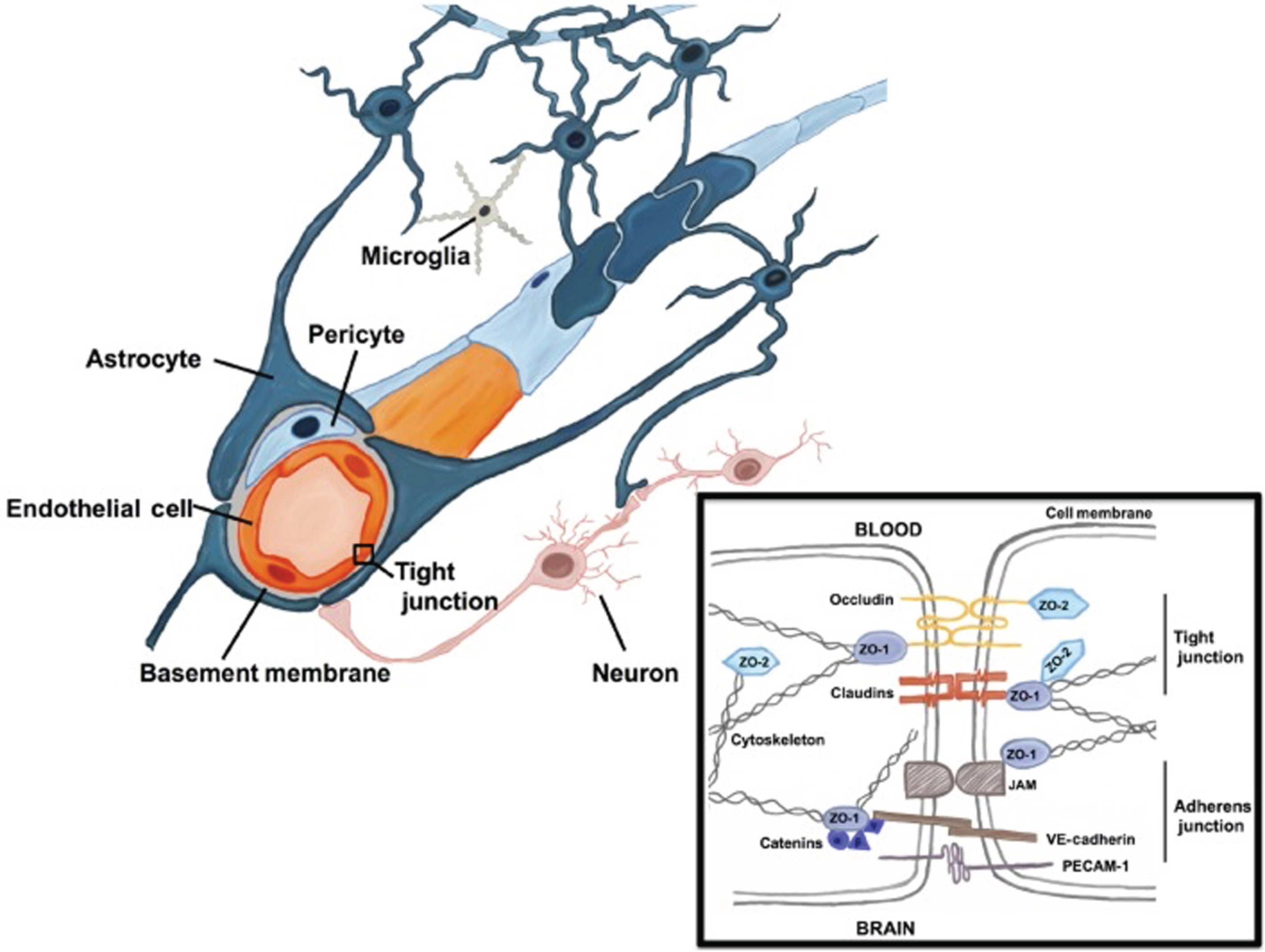 The blood-brain barrier (BBB). The BBB consists of capillary endothelial cells surrounded by extracellular matrices formed by cellular basement membrane (shared with pericytes) and astrocytic endfeet. Tight junctions, adherens junctions, and gap junctions are present between the endothelial cells. The tight junctions limit passage of solutes between the cerebral microvasculature and brain parenchyma. Junctional proteins in tight junctions and adherens junctions are shown in the black box. Aβ can cross the BBB via transcytosis (membrane-bound carrier-mediated transport, facilitated by LRP1 and ABCB1) as well as via paracellular transport. (From: Engelhardt S, Patkar S, Ogunshola OO. Cell-specific blood-brain barrier regulation in health and disease: a focus on hypoxia. Br J Pharmacol. 2014 Mar;171(5):1210-30 [British Pharmacological Society; publisher: Wiley-Blackwell, Hoboken, NJ, USA]). Permission to use obtained via RightsLink.