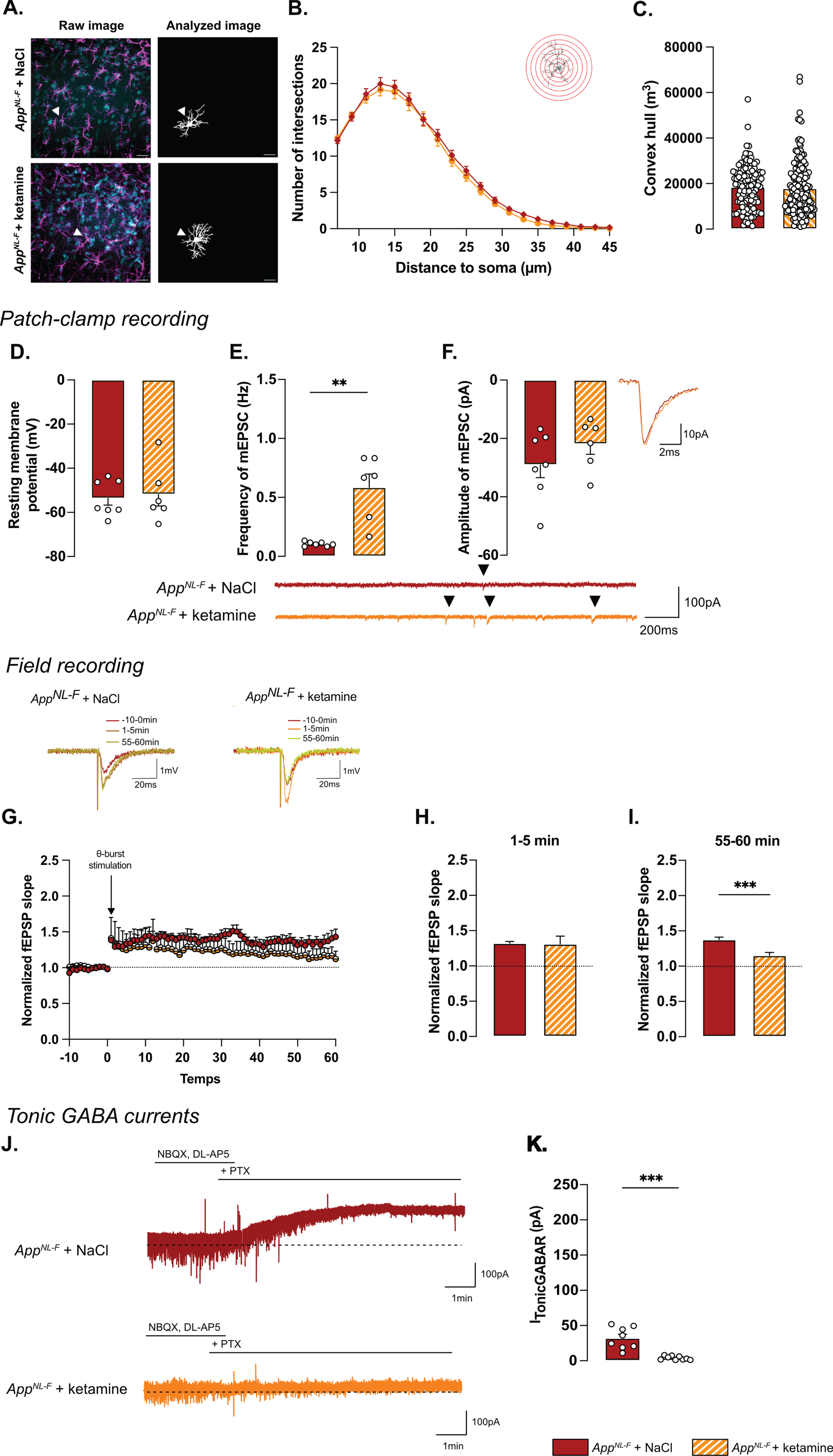 Synaptic mistuning but not astrocyte morphology is restored in AppNL-F by a single dose of ketamine (5 mg/kg). A single injection of ketamine 24 h before immunohistochemistry analysis didn’t affect the morphology of astrocytes. The sholl analysis unveiled a strong complexity from 7 to 25 μm from the nucleus (B). (A) depicts representative images from the two treatment conditions. Magenta: GFAP, cyan: DAPI; White arrows show a representative astrocyte. Scale bar for both view: 20 μm. The volume occupied by the cell (convex hull, C) remained unchanged after ketamine injection. AppNL-F + NaCl: 122 cells from three animals. AppNL-F + ketamine: 159 cells from four animals. Ketamine did not affect resting membrane potential in AppNL-F mice (D). In the same cell, the frequency of mEPSC is increased by ketamine treatment (E), whereas the amplitude of mEPSC remains unchanged (F). Mann-Whitney test: **p < 0.01 statistically different as shown. AppNL-F + NaCl: n = 7 cells recorded in five animals, AppNL-F + ketamine: n = 6 cells recorded in six animals. With the same theta-burst (θ-burst) stimulation as previously used, the fEPSP magnitude goes back nearly to the baseline value in AppNL-F + ketamine mice whereas in the AppNL-F + NaCl, the stimulation triggers a long-term potentiation (G). Representative traces are shown on the top. There is no difference between in the fEPSP magnitude in the two groups at 0–5 min after stimulation (H). However, at 55–60 min after the stimulation the fEPSP magnitude is significantly higher in NaCl treated mice compared to ketamine treated mice (I) Student t-test: ***p < 0.001 statistically different as shown. AppNL-F + NaCl: n = 5 recordings in four animals, AppNL-F + ketamine: n = 5 recordings in four animals. Tonic GABA currents were recorded (J) and the average current was significantly reduced in AppNL-F mice treated with ketamine compared to NaCl treated mice (K). Mann-Whitney test ***p < 0.001 significantly different as shown. AppNL-F + NaCl: n = 8 cells recorded in four animals; AppNL-F + ketamine: n = 9 cells recorded in four animals.