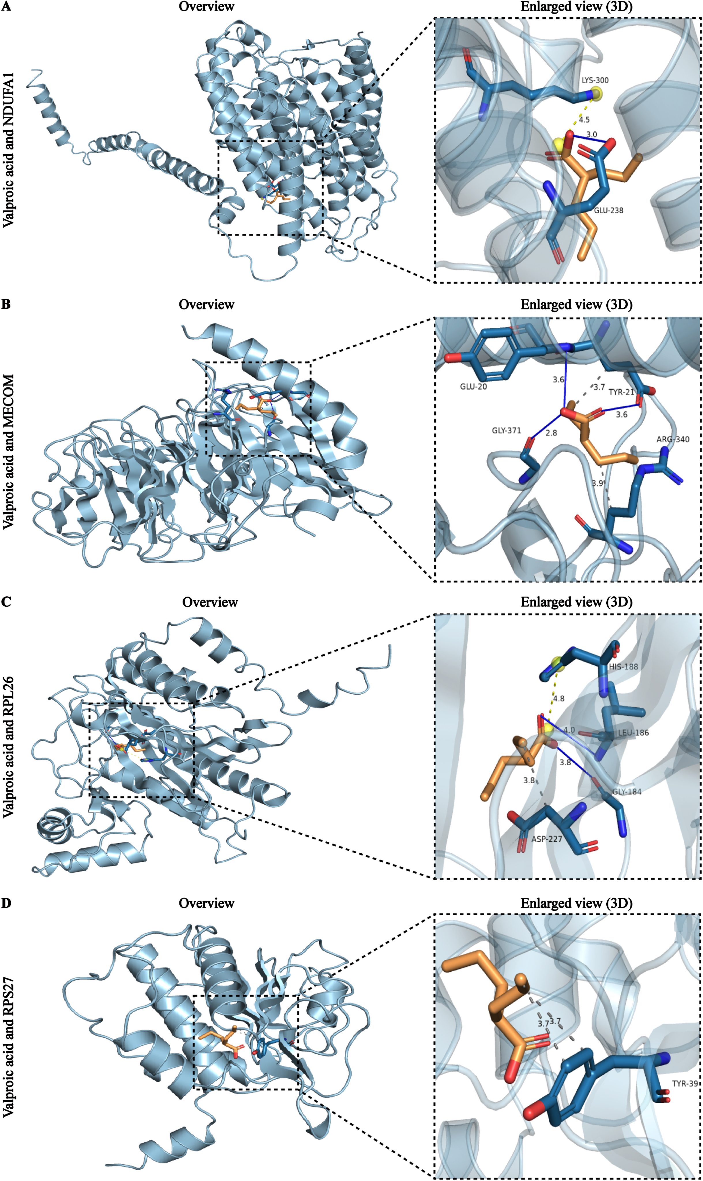 Molecular docking results of the valproic acid with each target biomarker proteins. A) Valproic acid and NDUFA1. B) Valproic acid and MECOM. C) Valproic acid and RPL26. D) Valproic acid and RPS27. All left panels are displaying the 3D structures of the combined valproic acid-biomarker complexes. Detailed and enlarged binding sites for the valproic acid-biomarker proteins are listed in the right panels, with interactions between amino acid residues and functional groups. Blue solid lines represent the hydrogen-bond interactions, while light yellow and grey dotted lines represent alkyl interactions and hydrophobic interactions, respectively.