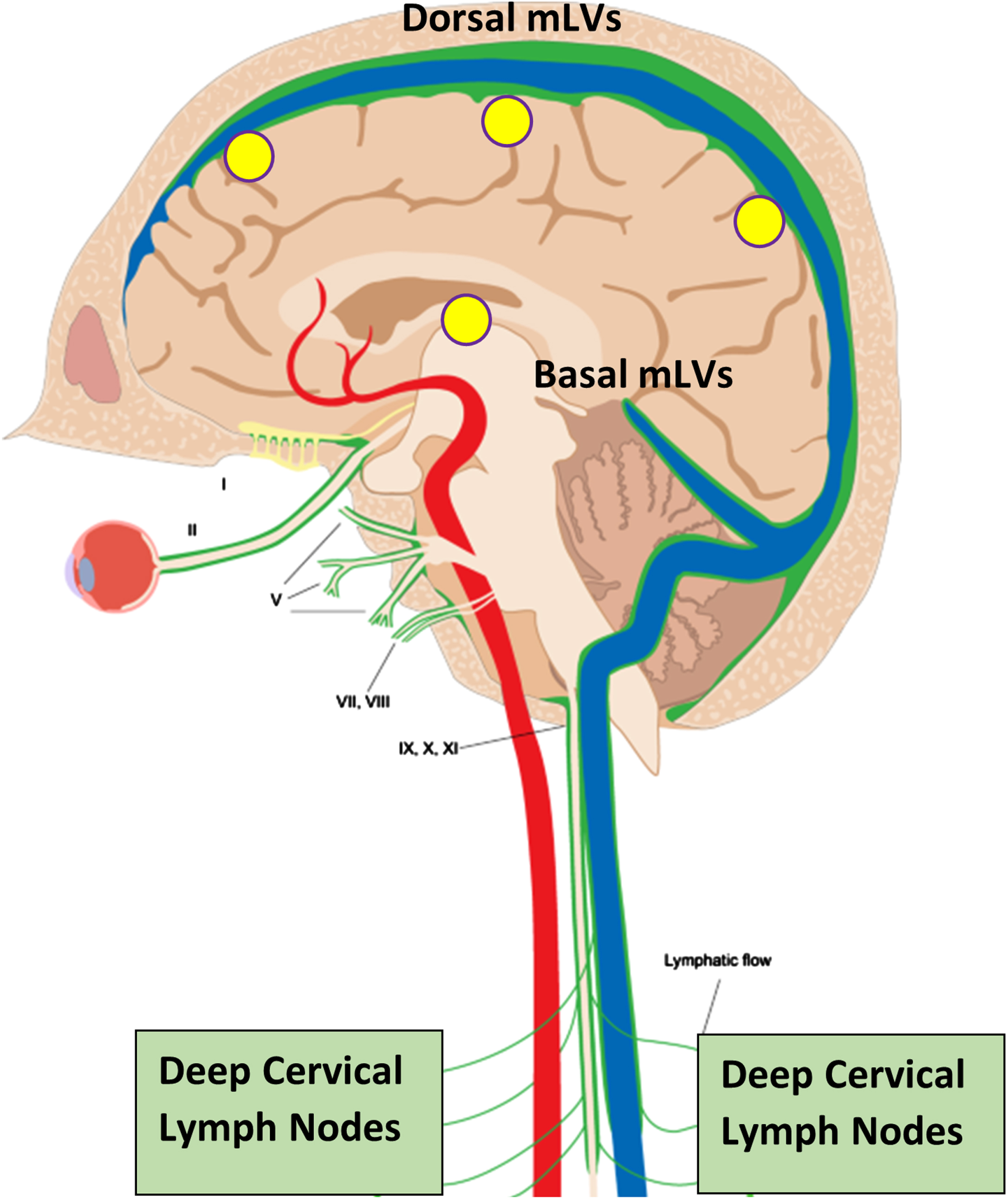 Meningeal lymphatic vessels (mLVs), located within the brain’s meninges/dura, are comprised of both “Dorsal” and “Basal” lymphatic components (green vessels). Collectively, these lymphatic vessels account for up to half of total brain CSF drainage out of the brain, and thus a substantial amount of toxin drainage/clearance from the brain. CSF within mLVs is transported to cervical lymph nodes and then into the venous circulation. Note the close parallel of mLVs to venous sinuses (blue) within the brain. Yellow circles depict the approximate head surface locations for the four radiofrequency emitters of a MemorEM device on the left side of the head.