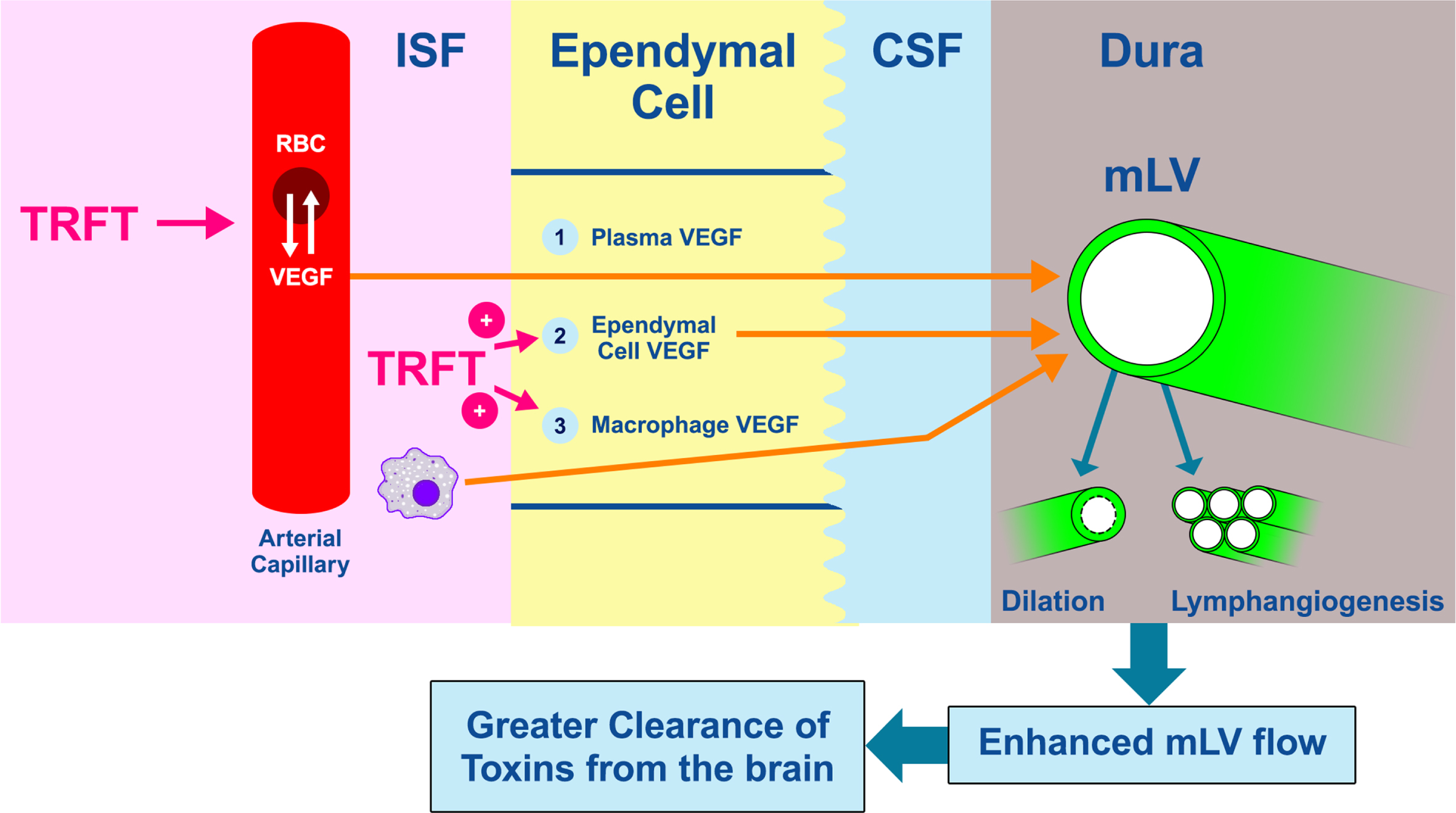 Dilation of mLVs or an increase in their numbers (lymphangiogenesis) will increase MLV flow of CSF (and thus toxins) out of the brain (far right). Vascular endothelial growth factor (VEGF) is a critical cytokine that targets both of these processes to increase CSF flow and toxin removal from the brain. The three likely sources of VEGF that modulate mLV diameter and vessel numbers are shown as: 1) VEGF (both A and C sub-types) in blood plasma of choroid plexus capillaries that diffuses into choroid plexus ependymal cells, then into CSF, and finally to mLVs located in the brain’s dura, 2) epithelial ependymal cells lining the choroid plexus make and release VEGF into the CSF they produce, which then goes to mLVs, and 3) resident macrophages within the choroid plexus interstitial fluid secrete VEGF-C, which then follows the same route as plasma VEGF across ependymal cells, then to mLVs. TRFT likely affects all three of these VEGF sources through re-balancing of VEGF between RBCs and plasma, and stimulating VEGF release from ependymal cells and macrophages. To facilitate understanding of this figure, “VEGF” is meant to indicate VEGF-A and/or VEGF-C.