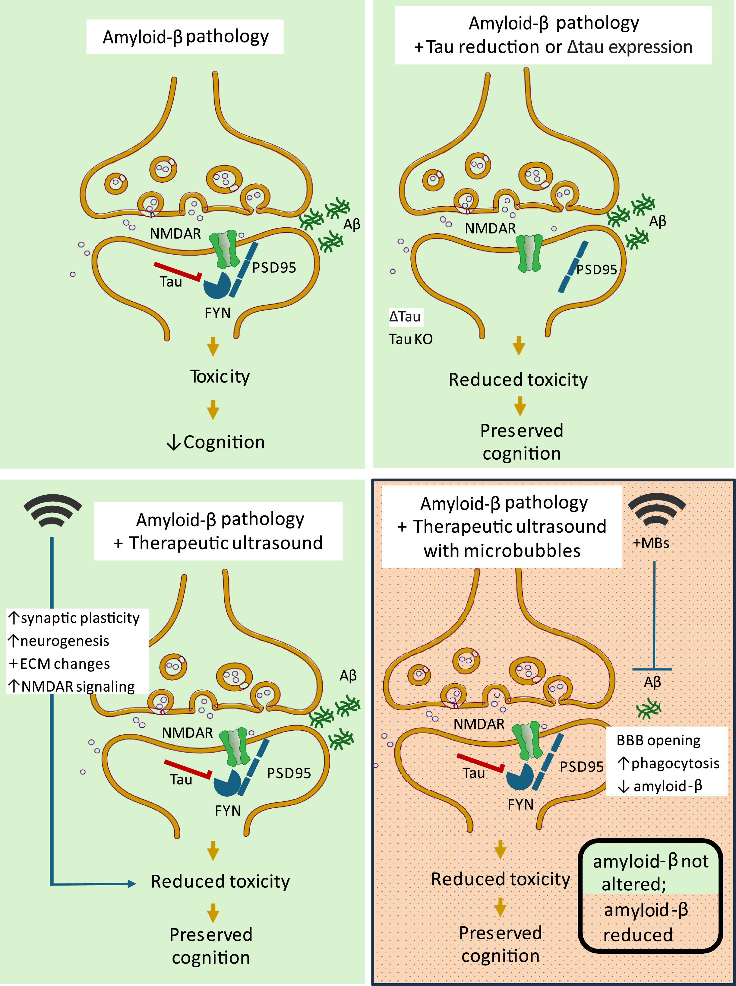 Improving cognition without clearing amyloid - effects of tau and ultrasound neuromodulation. Tau reduction as well as therapeutic ultrasound preserve cognition by abrogating amyloid-β (Aβ) toxicity in mouse models of Alzheimer’s disease. Tau is present in the post-synapse where it mediates Aβ toxicity through a PSD95-FYN kinase-NMDAR interaction. Depletion of tau or overexpression of a truncated form of tau (Δtau) protects APP transgenic mice from Aβ toxicity by limiting the excitotoxic signaling that occurs when FYN phosphorylates NMDARs, leading to improved cognition. Therapeutic ultrasound with microbubbles to achieve blood-brain barrier opening (BBBO) reduces Aβ levels by microglial activation and phagocytosis of Aβ. Therapeutic ultrasound without microbubbles has multiple stimulatory effects on the brain that lead to abrogated toxicity of Aβ and preserved cognition.