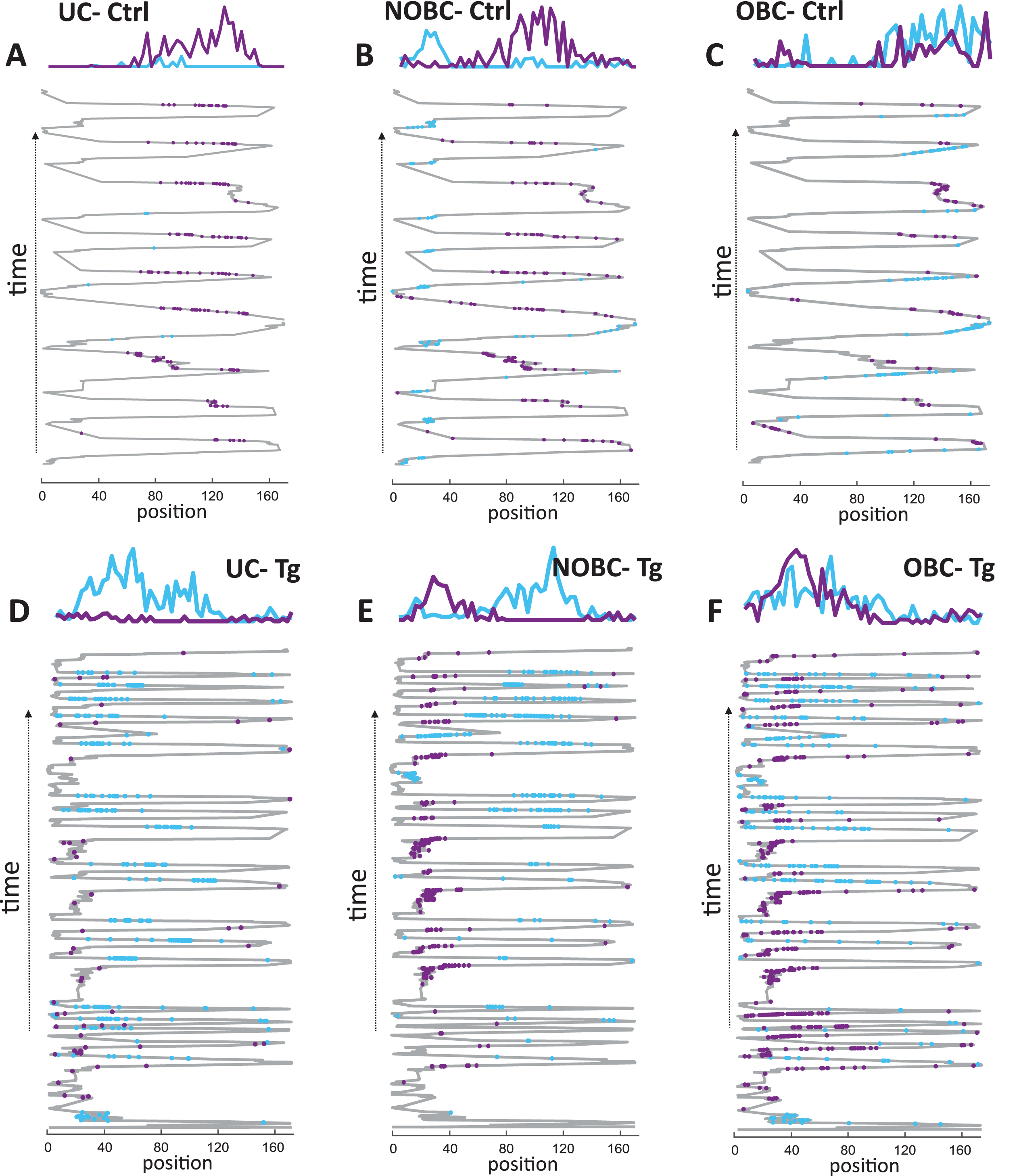 Place cell firing rate profile in control and TgF344-AD rats. Examples of a unidirectional cell (UC), a non-overlapping bidirectional cell (NOBC), and an overlapping bidirectional cell (OBC) from a single animal are illustrated from both the control group (A–C) and from the transgenic group (D–F) across the running trials. The criteria of UC, NOBC, and OBC are described in the methods section. In each plot, the upper panel displays firing rate profiles, while the lower panel shows the spike distribution of place cells projected on the x coordinate of the trajectory across time on a 1-D linear track. Place cell’s firing in the forward direction is represented in blue, and in the reverse direction in violet.