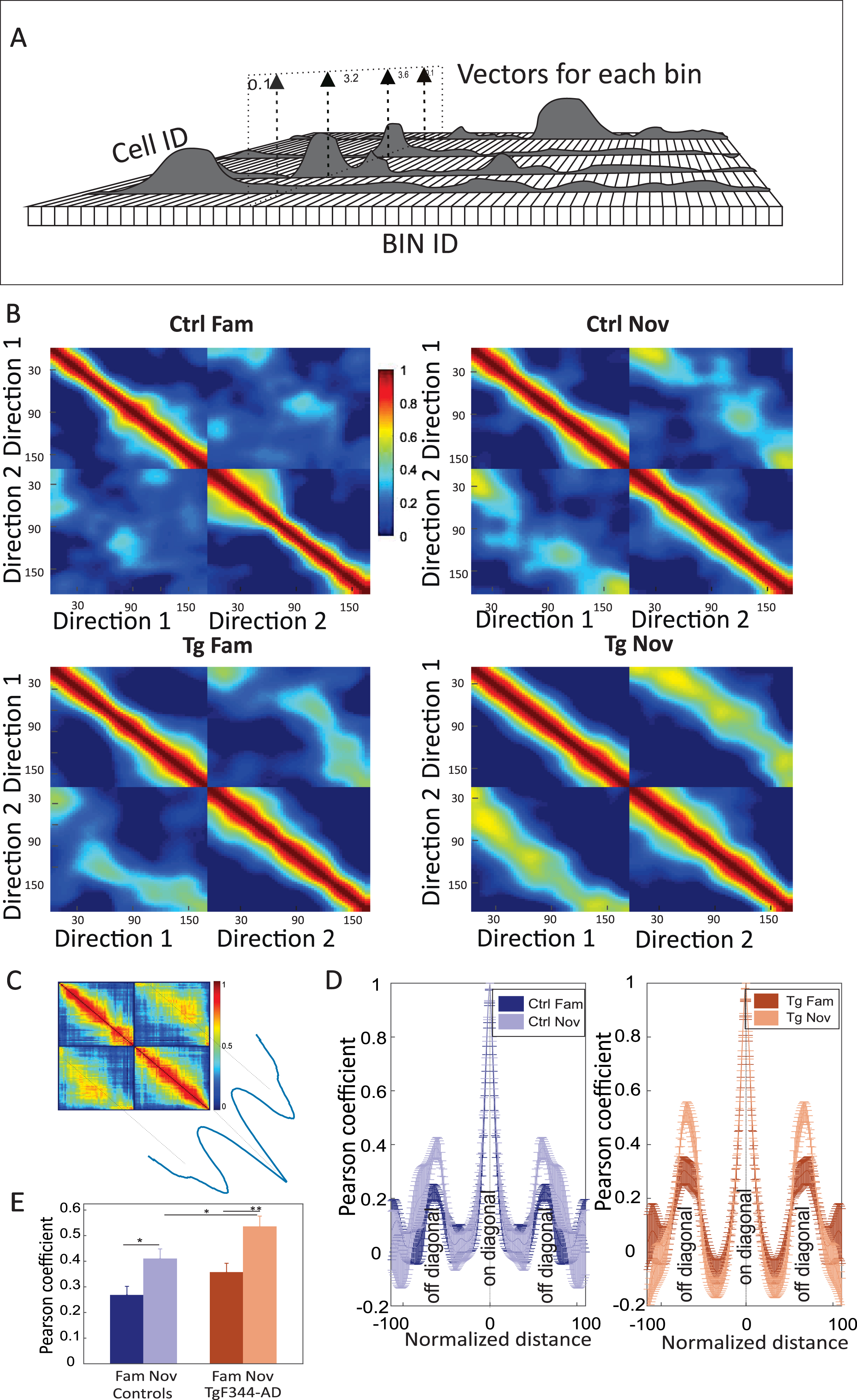 Population vector analysis across different directions in both groups. In panel A, a schema of population vector analysis is presented: Firing rates (z-axis) from spatial bins (x-axis) and cells (y-axis) form the population vector on the linear track. Panel B illustrates the population vector correlation matrix: each matrix represents the Pearson correlation between directions in the familiar environment (left side) and novel environment (right side). Panel C features a schema for the transposition of peak values from the diagonal cloud in panel B. Panel D involves the quantification of averaged peak values from the diagonal cloud of each correlation matrix (left-down or right-up quadrant in panel B). Both groups exhibit higher peaks in novel environments. Panel E provides a comparison of average peak values (y-axis) within each group and environment (x-axis). Significant differences are observed within both groups, but a significant between-group difference is found only in the novel environment condition. *p < 0.05, **p < 0.01.