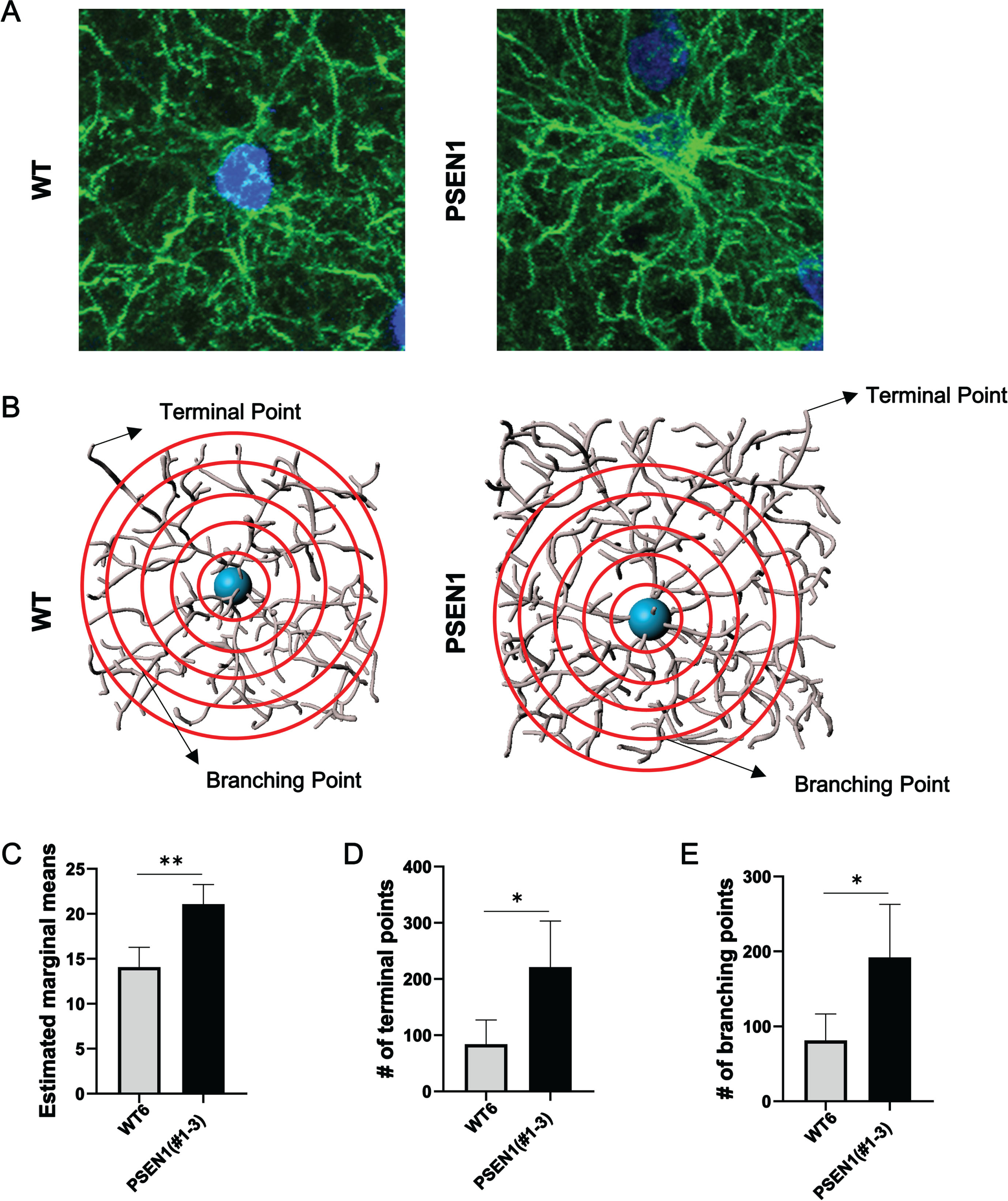 Astrocyte morphology in an adult PSEN1 mutant pig. A) Representative images of GFAP positive astrocytes in a 1-year-old wildtype (WT) pig and a 2-year-old PSEN1 mutant pig (#1–3). B) 3D reconstructions of astrocytes from the PSEN1 (#1–3) and wildtype pig for Sholl analysis. Results of the Sholl analysis revealed more complex astrocyte morphology in pig #1–3 through (C) increased marginal means, (D) number of terminal points, and (E) number of branching points in the astrocytes of the PSEN1 mutant pig than in astrocytes from the wildtype pig. *p < 0.05, **p < 0.01, respectively.