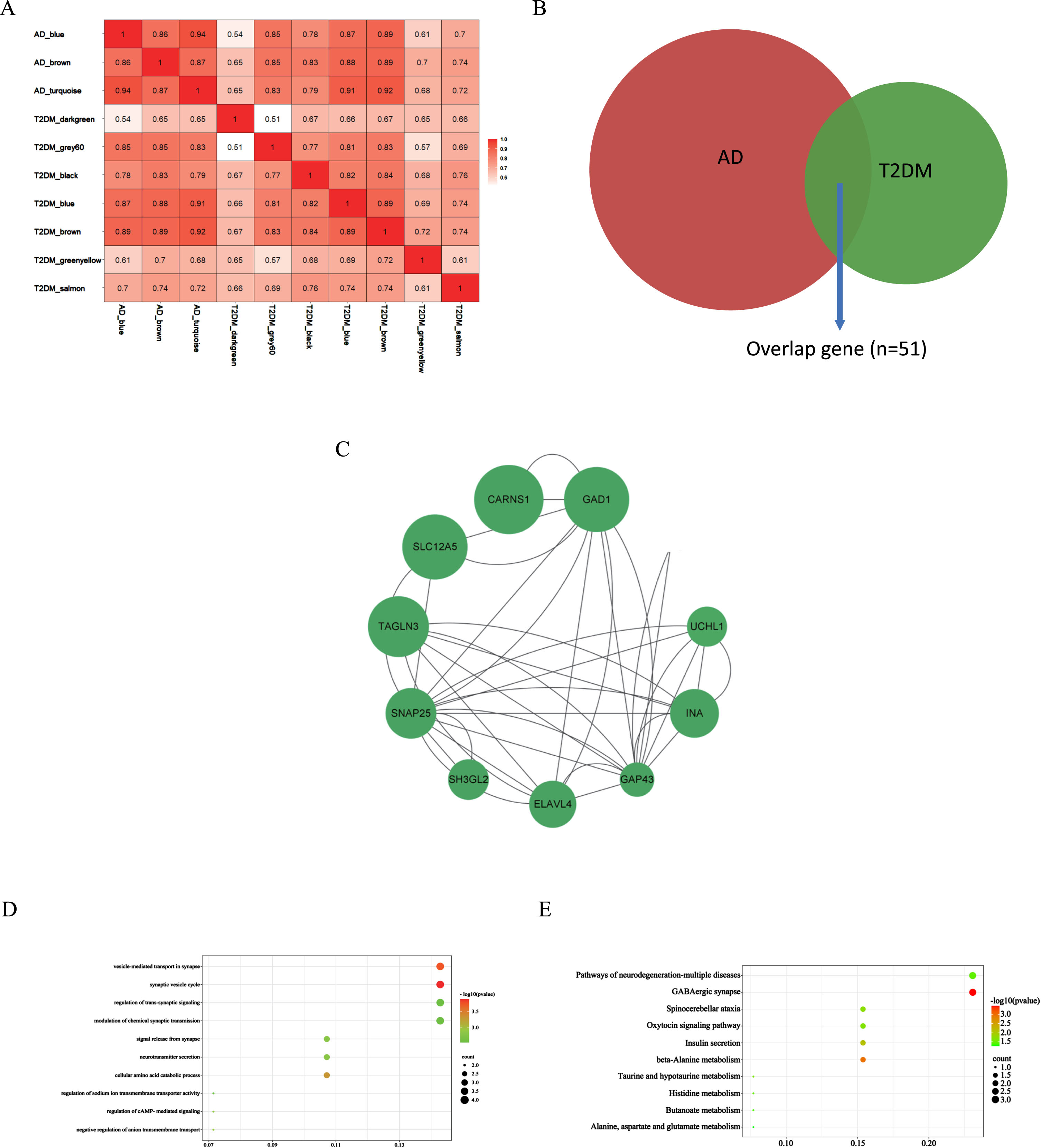 Identification of shared genes and pathway enrichment. A) The correlation analysis between each module in AD and T2DM induced-DACD. B) Identification of common genes between correlated modules in AD and in T2DM induced-DACD by overlapping them. 51 genes were common genes between genes in AD (red) and T2DM induced-DACD (green). C) Based on STRING database, PPI networks of the shared genes were constructed. The PPI networks were visualized with Cytoscape software. Node size is directly proportional to the degree of gene connectivity. D) The GO analysis of these genes. E) The KEGG pathway analysis of these genes. GO, gene ontology; KEGG, Kyoto Encyclopedia of Genes and Genomes; PPI, protein-protein interaction.