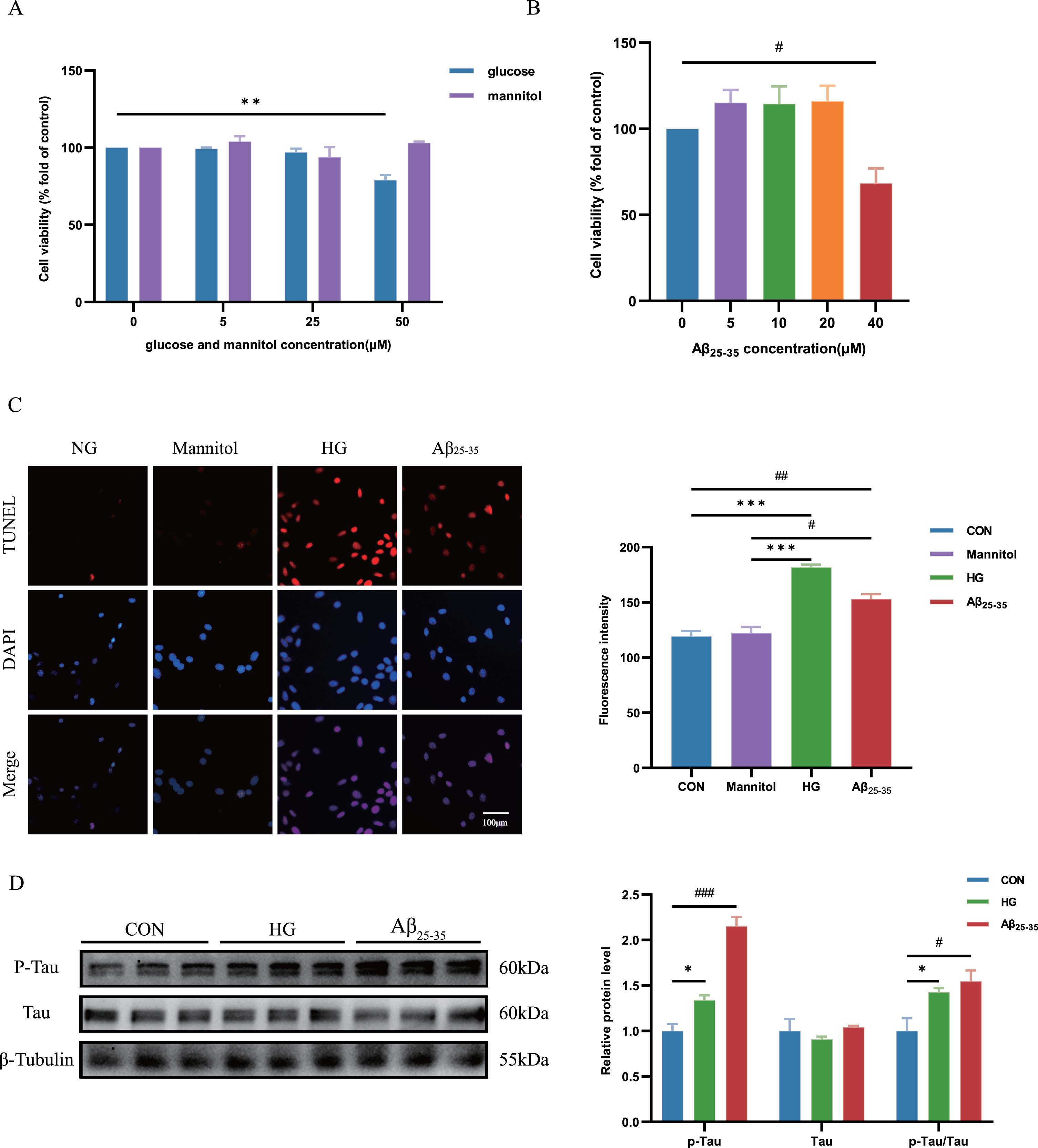 Cell apoptosis and tau hyperphosphorylation of HG-cultured and Aβ25-35-cultured HT22 cells was increased. A) The viability of HT22 cells was measured using a CCK-8 assay to explore the cytotoxicity of glucose and mannitol toward HT22 cells. Cells were treated with glucose and mannitol respectively (0, 5, 25, or 50 μM) for 24 h. B) The viability of HT22 cells was measured using a CCK-8 assay to explore the cytotoxicity of Aβ25-35 toward HT22 cells. Cells were treated with Aβ25-35 (0, 5, 10, 20, or 40 μM) for 24 h. C) Cell death was detected using a TUNEL (Red) assay. Quantification of the fluorescence intensity of HT22 cells using ImageJ software. D) HT22 cells were treated with high glucose (50 μM) and 40 μM Aβ25-35 oligomer for 24 h. Levels of p-Tau, tau and p-Tau/Tau were measured using western blotting, and β-Tubulin was used as the loading control, n = 3. Quantification of the gray value using ImageJ software. The data are presented as the means±SD of three experiments. *p < 0.05, #p < 0.05, **p < 0.01, ##p < 0.01, ***p < 0.001, ###p < 0.001.